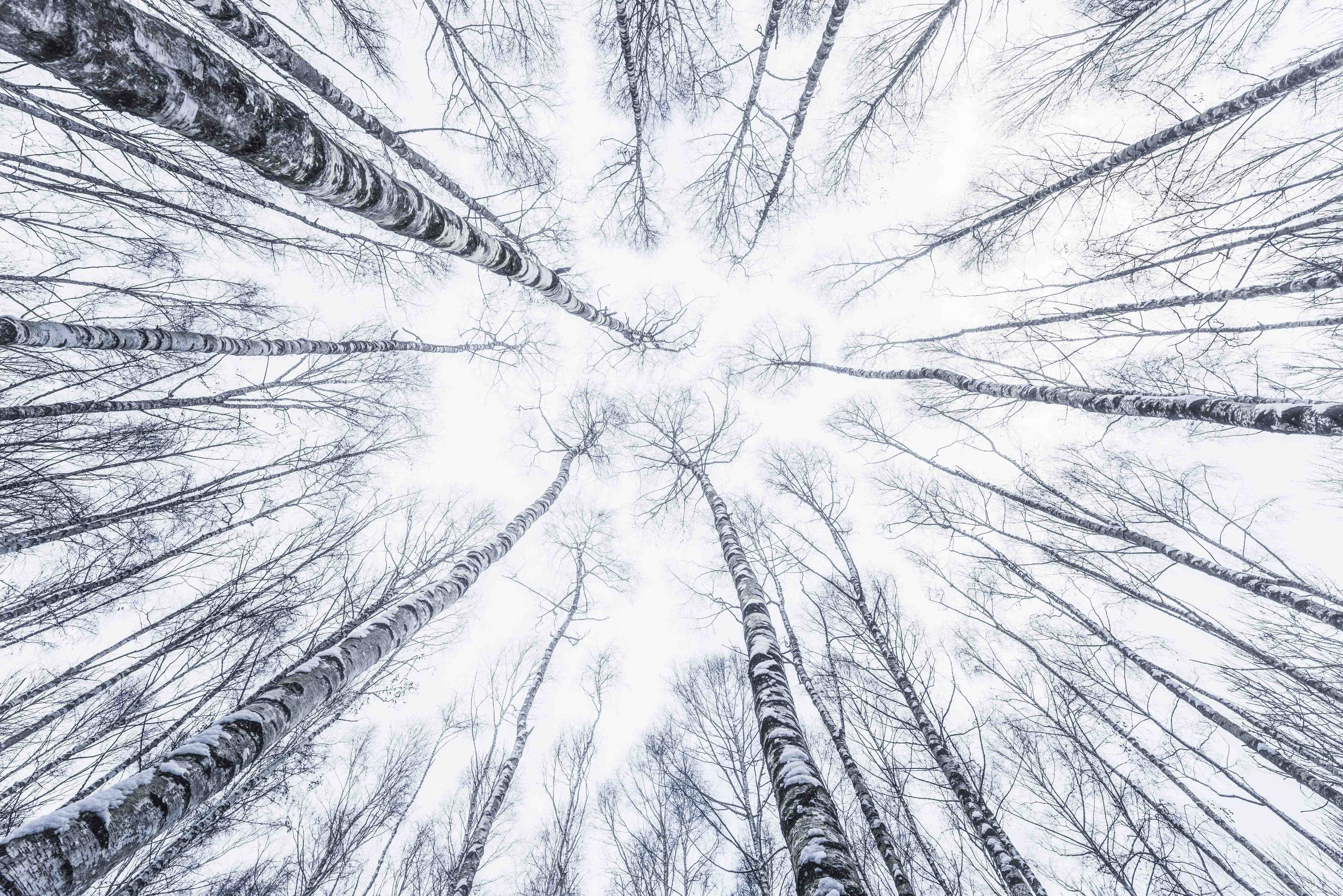 Wandverkleidung außen-Eisiger Wald im Winter