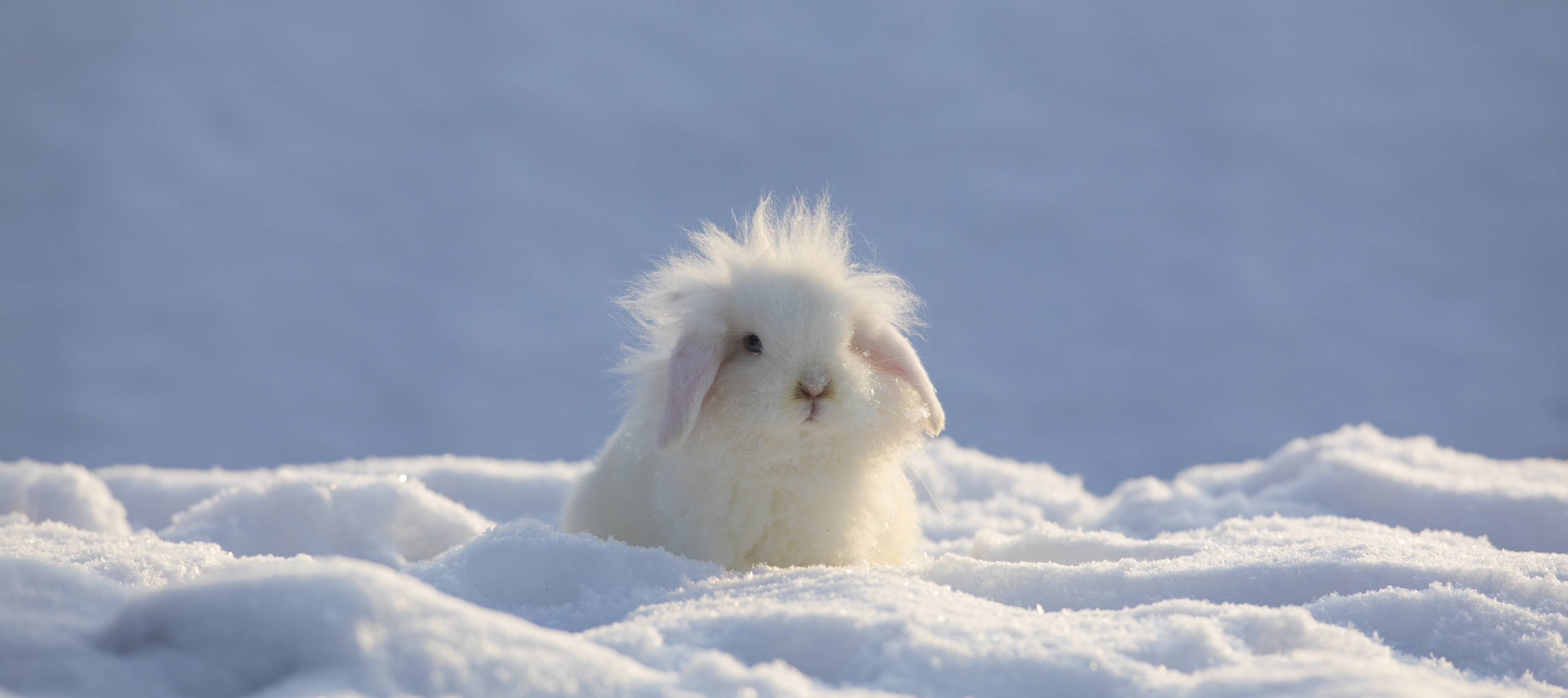 Wandverkleidung außen-Flauschiges Kaninchen im Schnee
