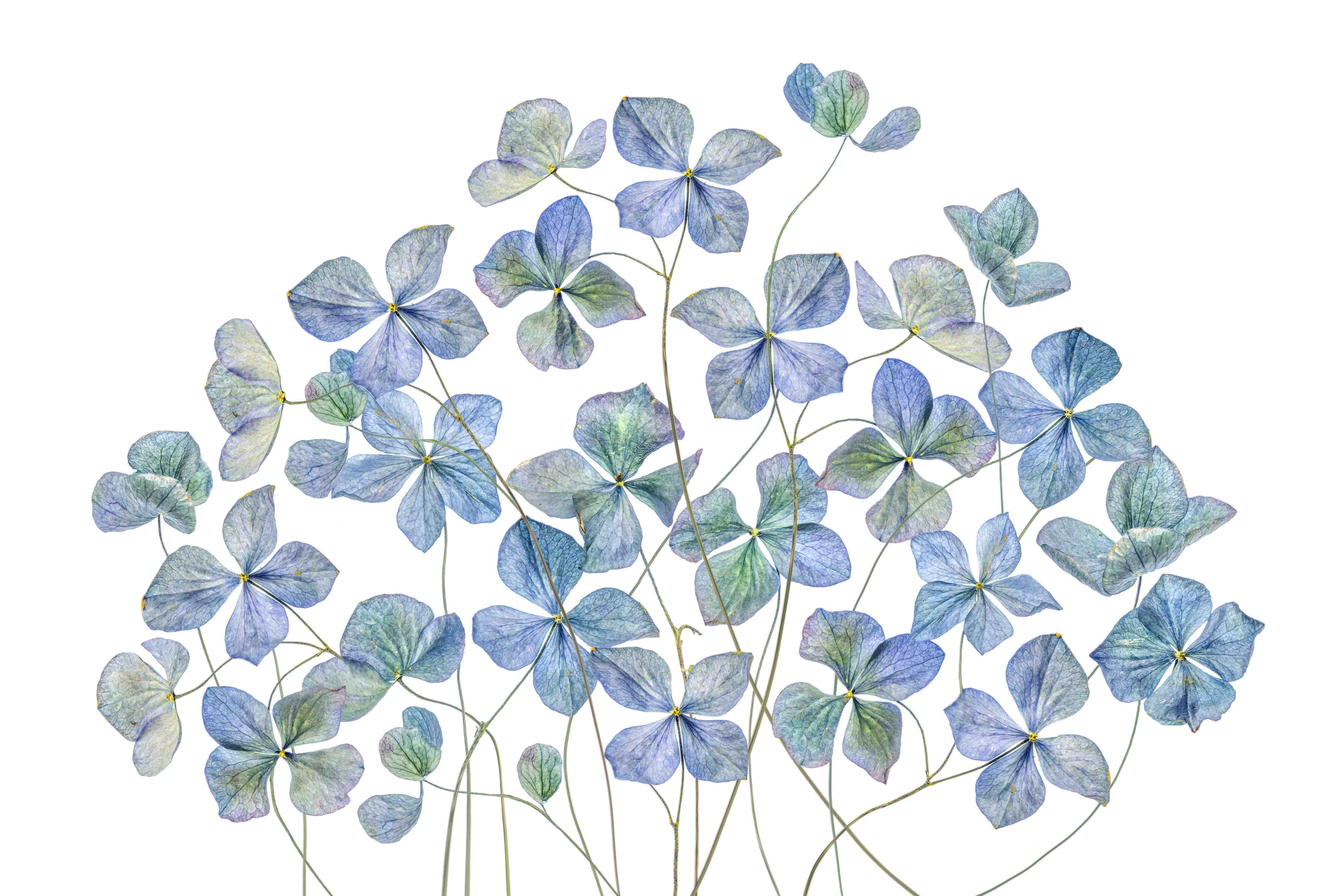 Wandverkleidung außen-Florale Darstellung - Blaue Blumen