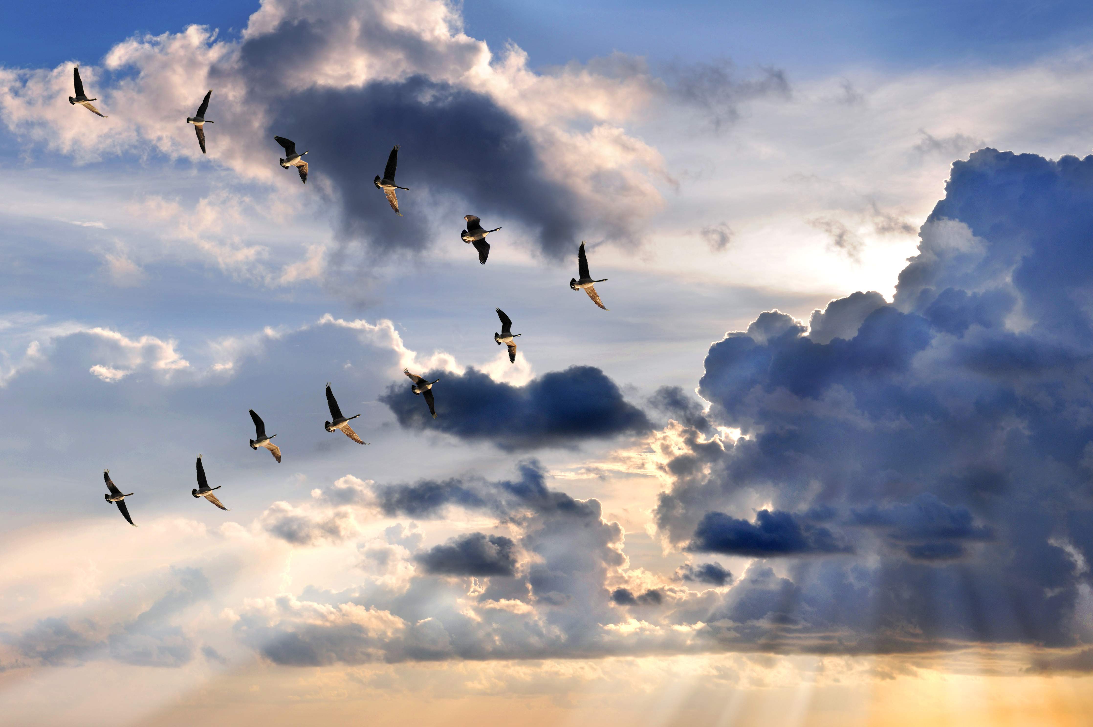 Wandverkleidung außen-Gänse in V-Formation fliegend