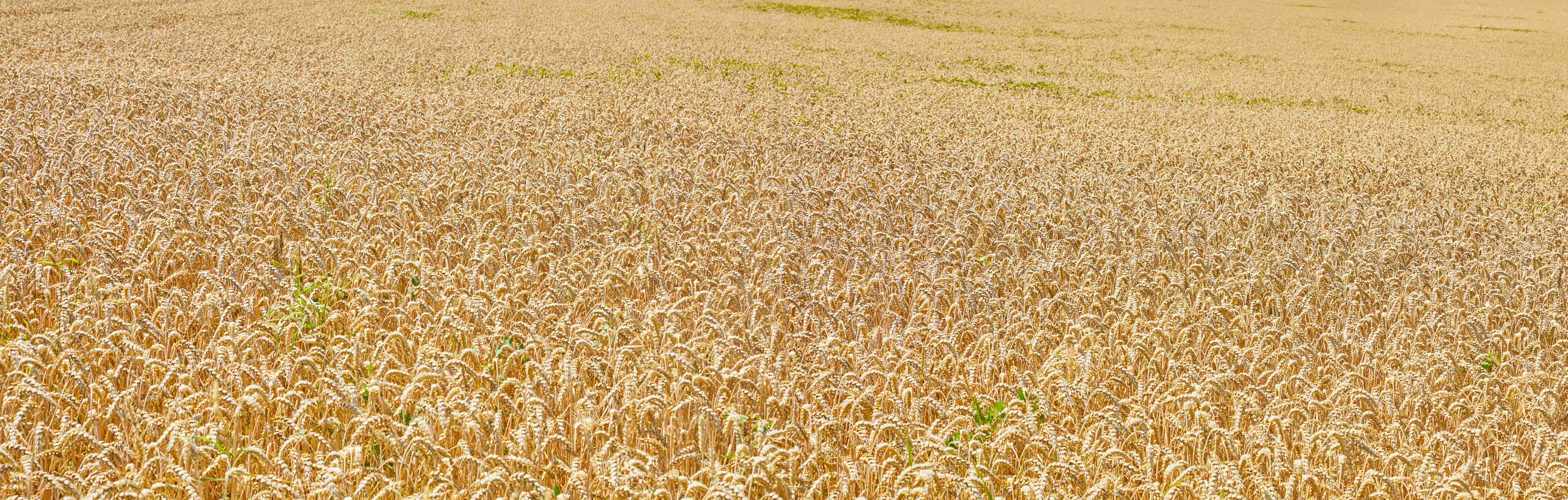 Wandverkleidung außen-Getreidefeld - Panoramabild