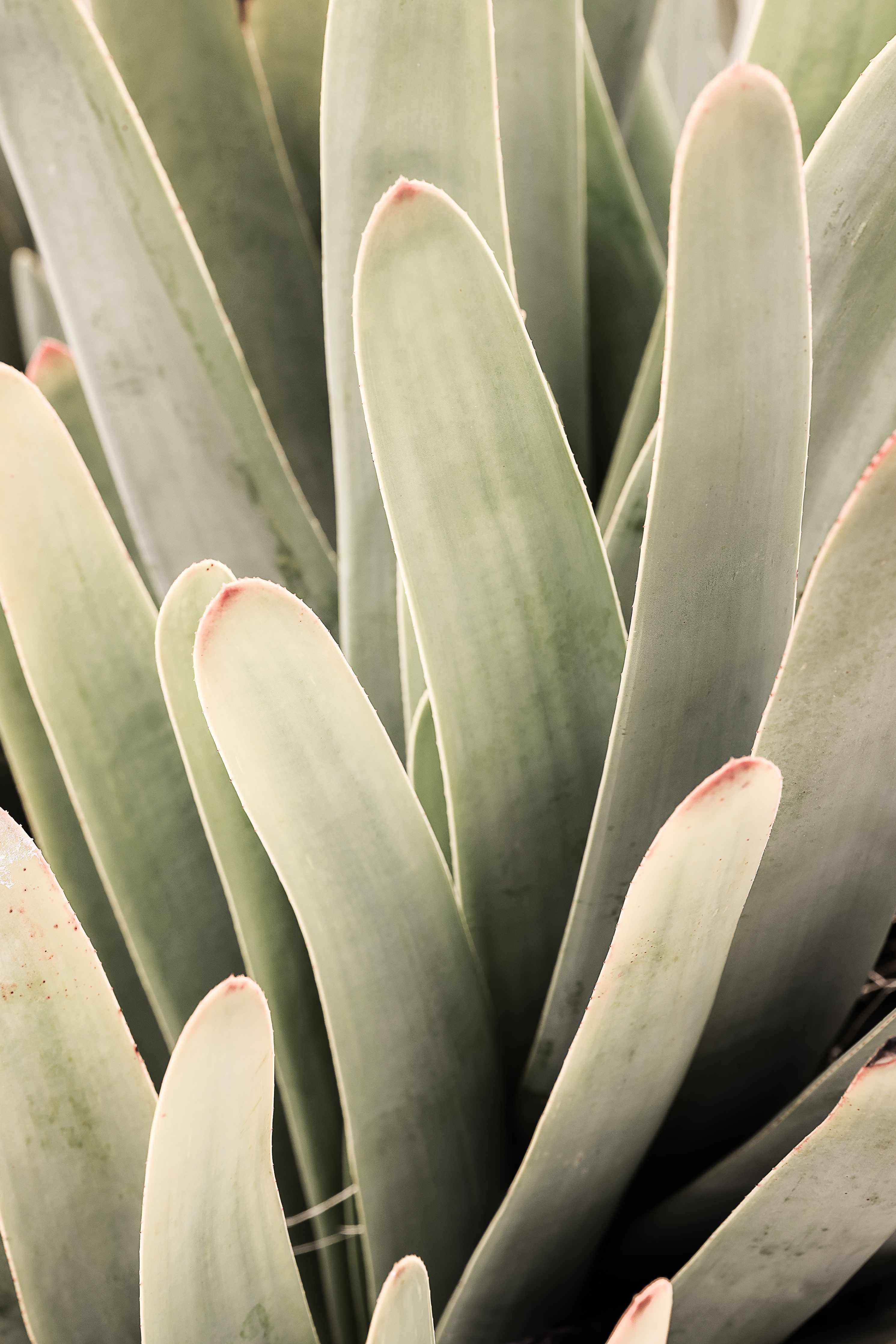 Wandverkleidung außen-Grüne Aloe-Vera-Textur