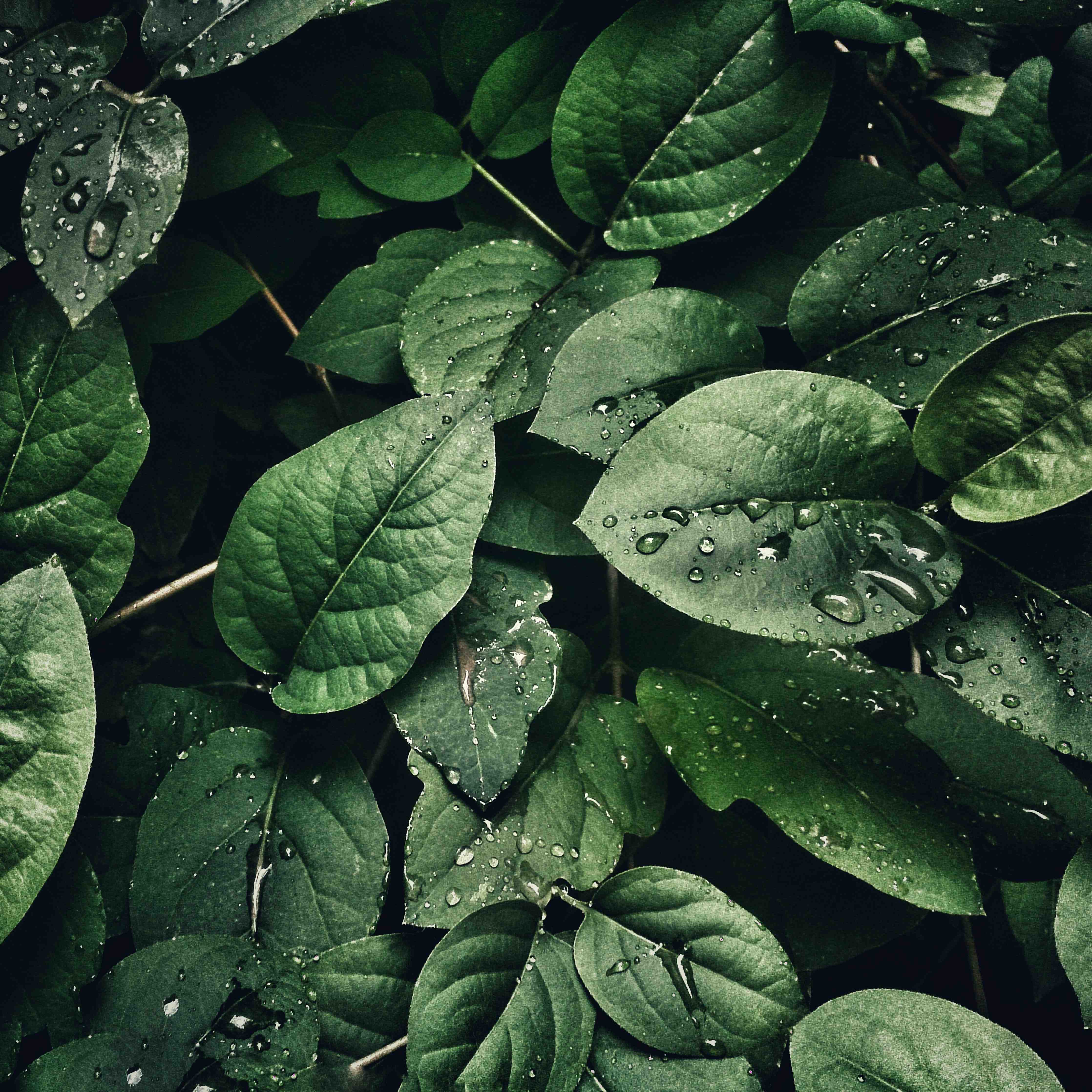 Wandverkleidung außen-Grüne Blätter mit Wassertropfen