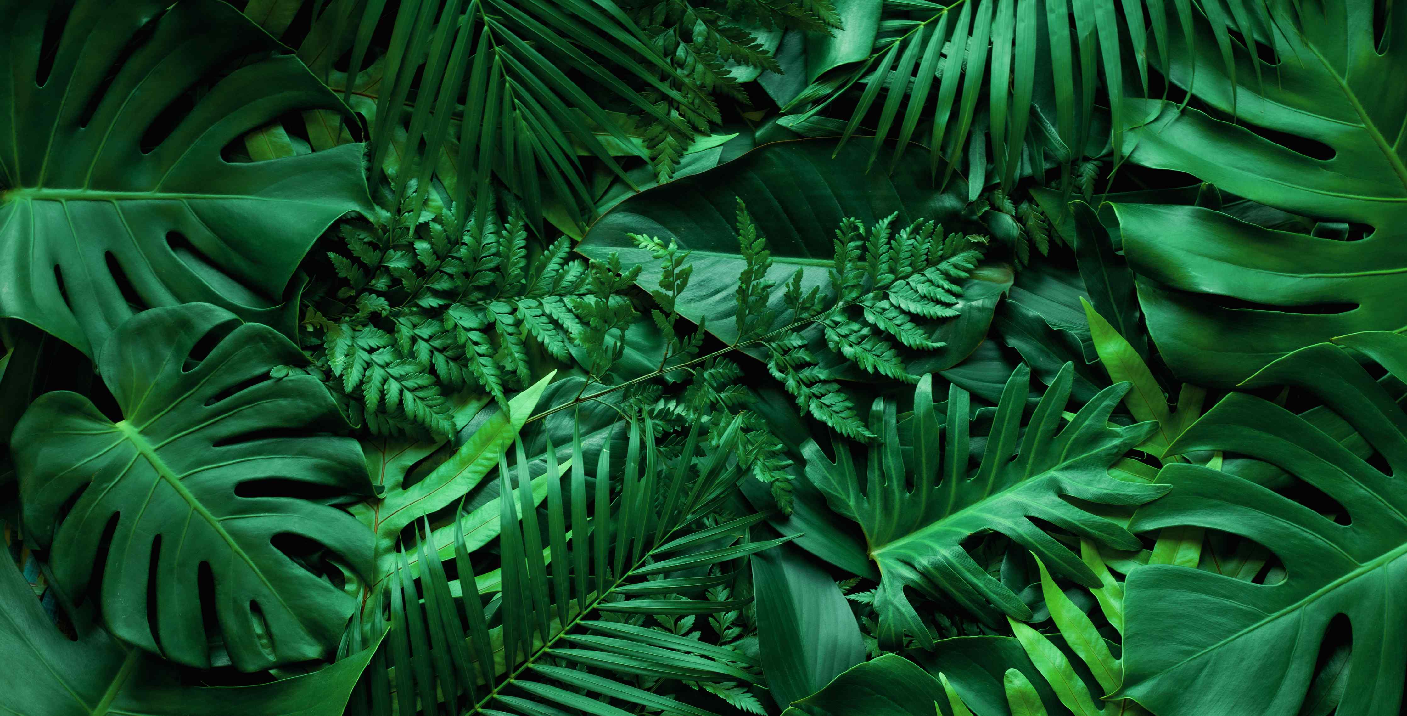 Wandverkleidung außen-Grüne tropische Natur