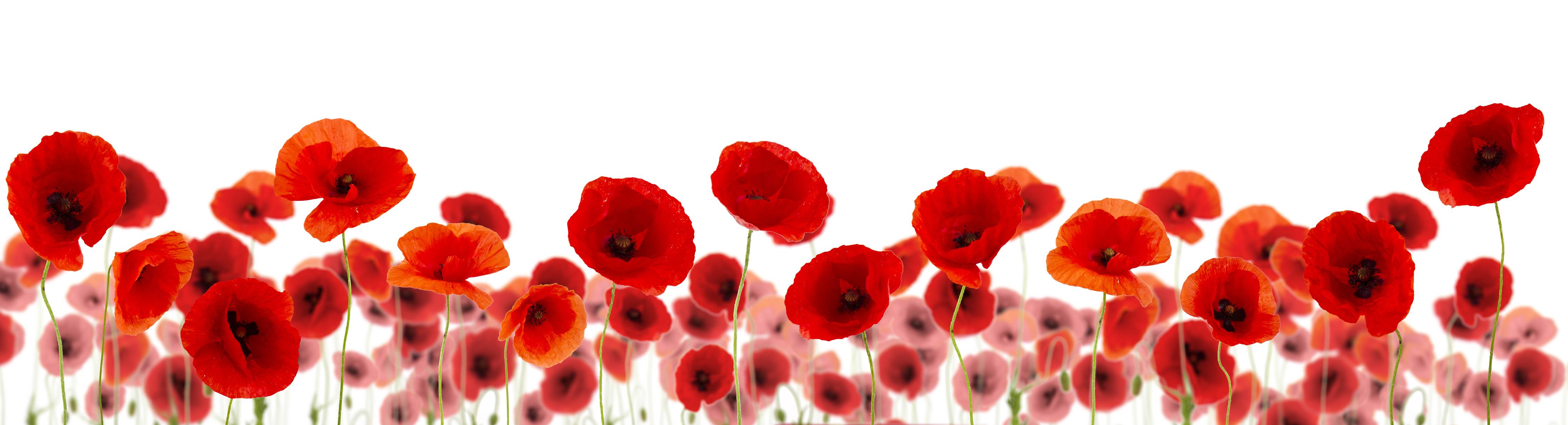 Wandverkleidung außen-Leuchtende Mohnblumen auf Weiß