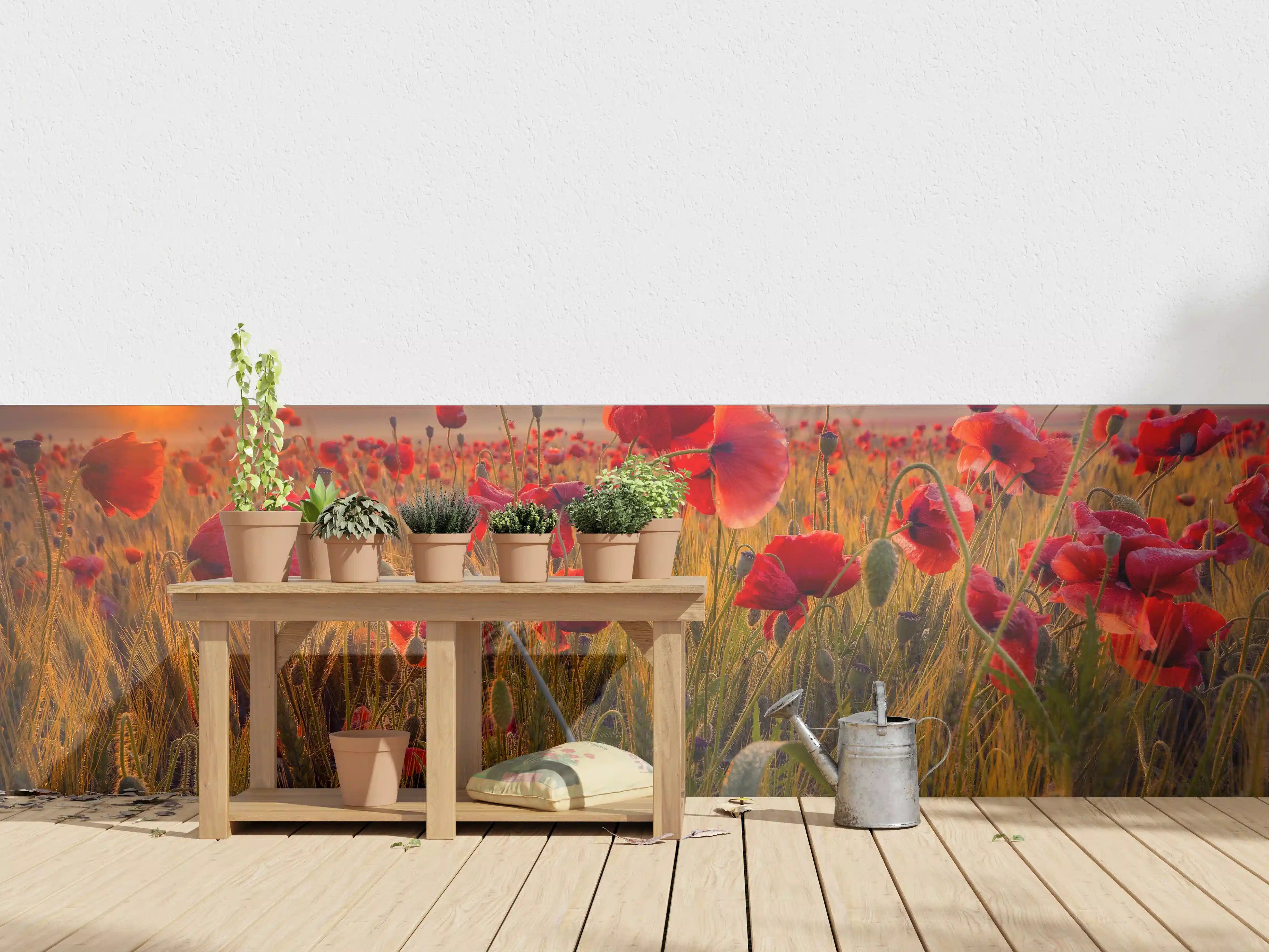 Wandverkleidung außen - Leuchtende Mohnblumen bei Sonnenuntergang