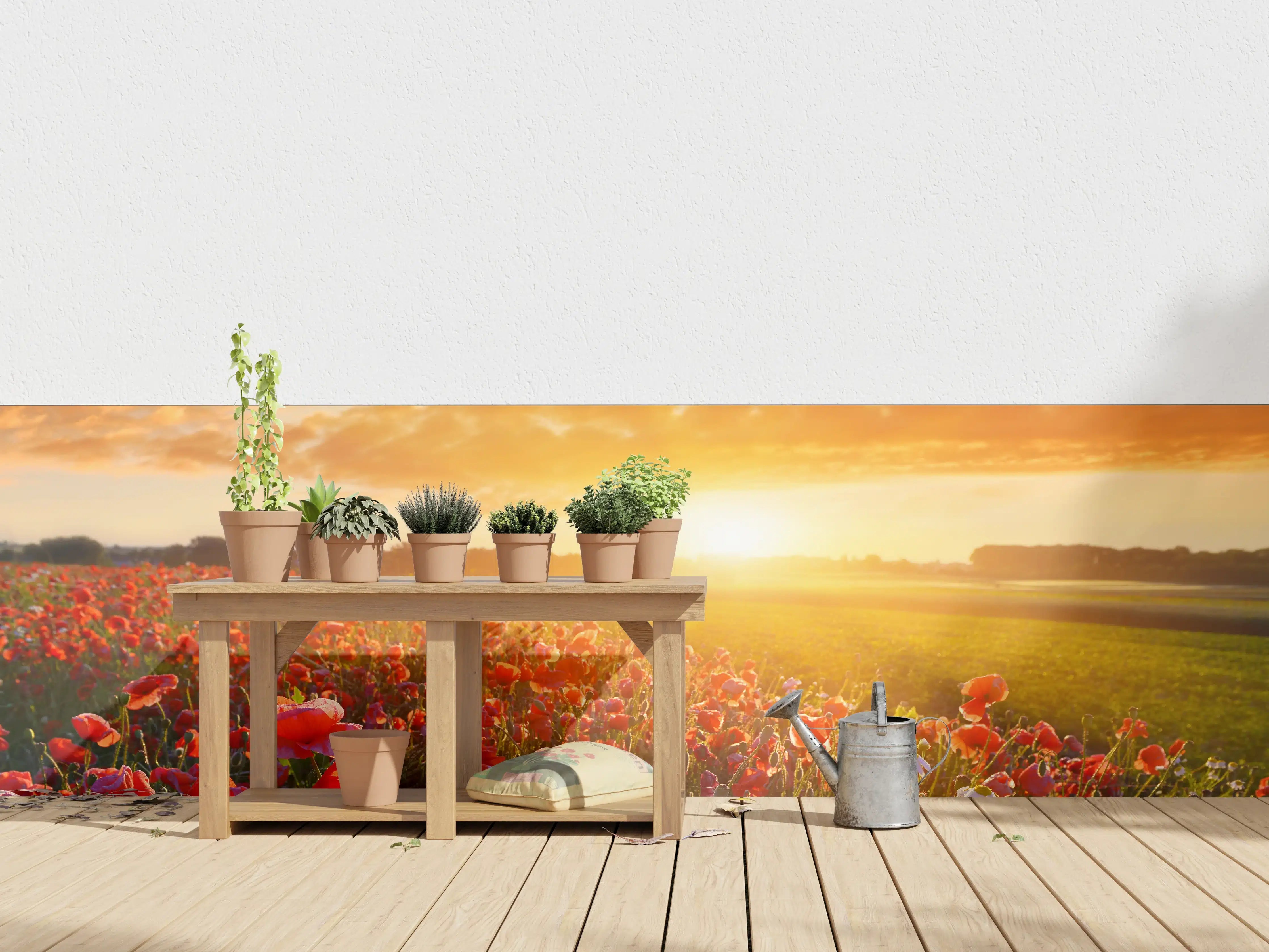 Wandverkleidung außen - Mohnblüten bei Sonnenaufgang in Kassel