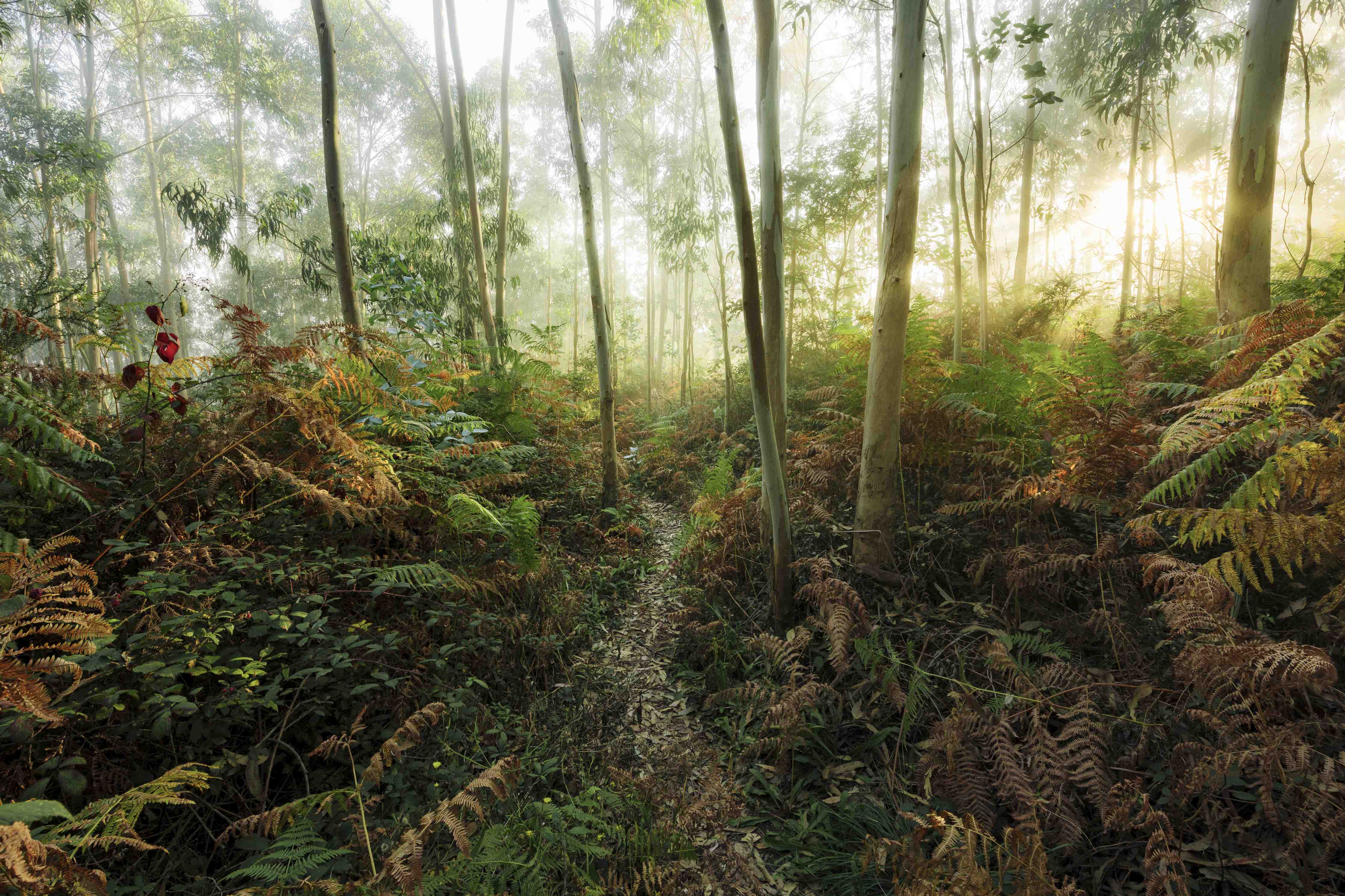 Wandverkleidung außen-Nebliger Wald - Spanien