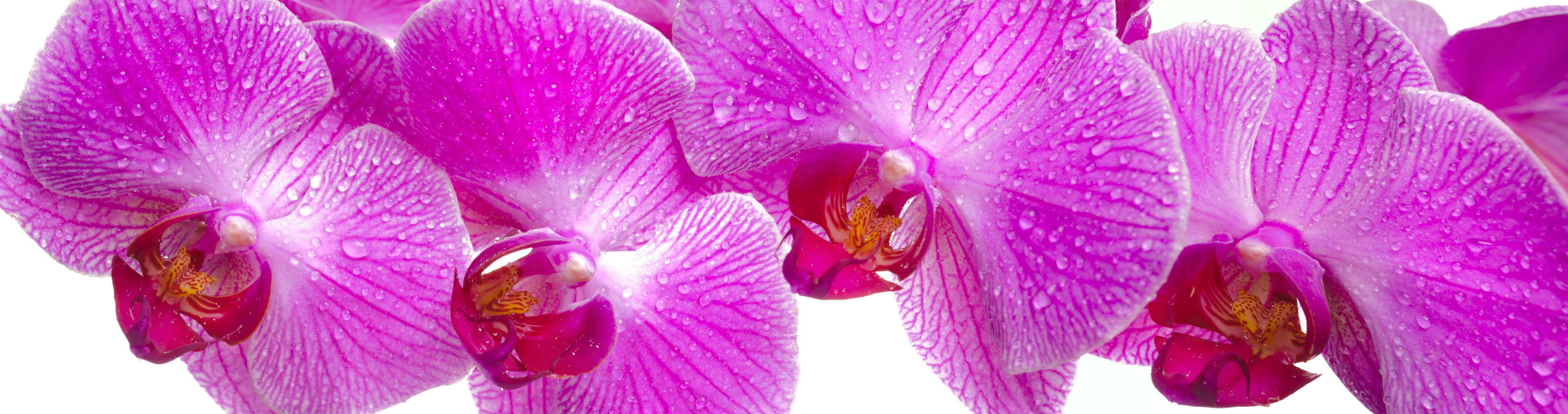 Wandverkleidung außen-Pinke Orchideen