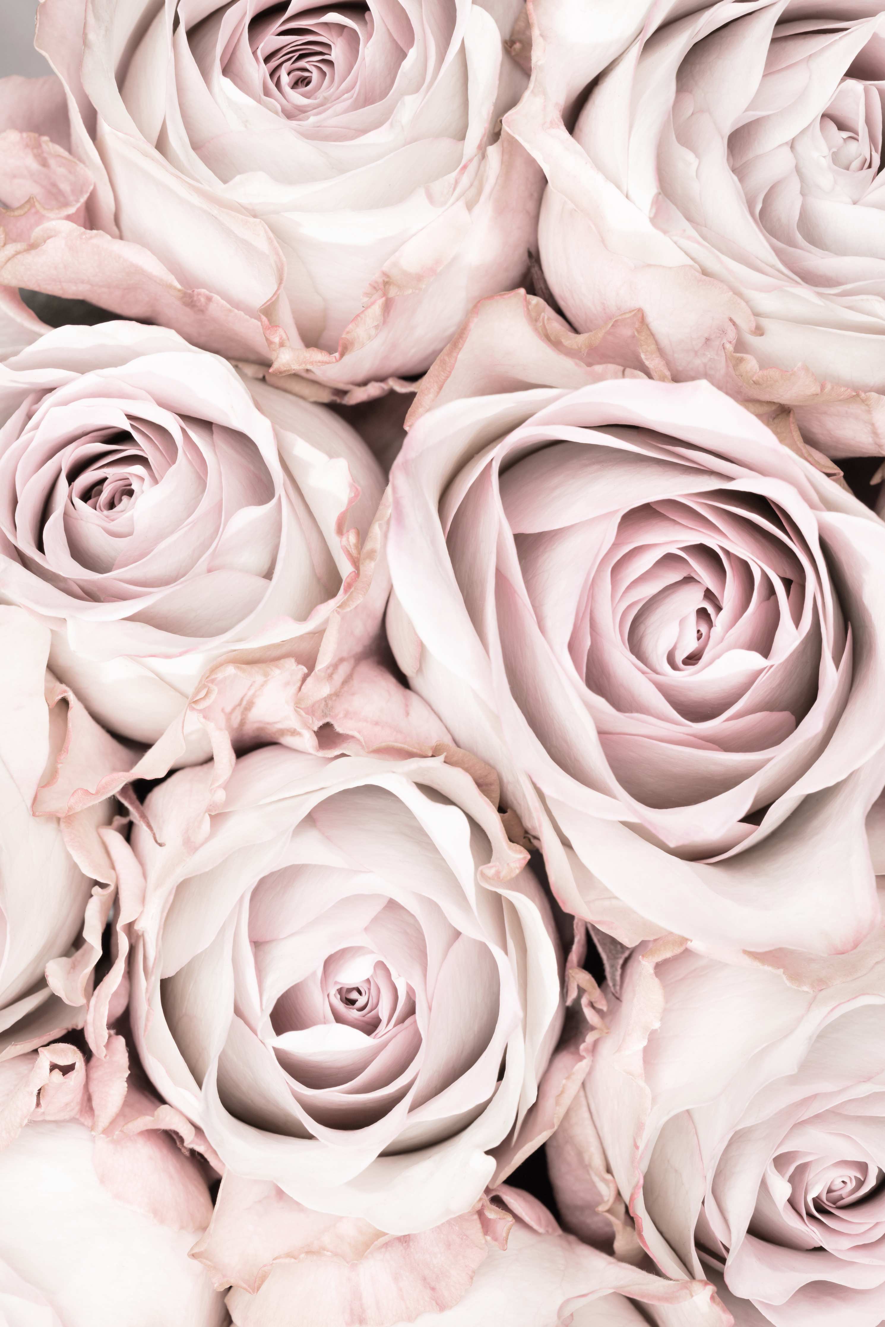 Wandverkleidung außen-Pinke Rosen - Floral
