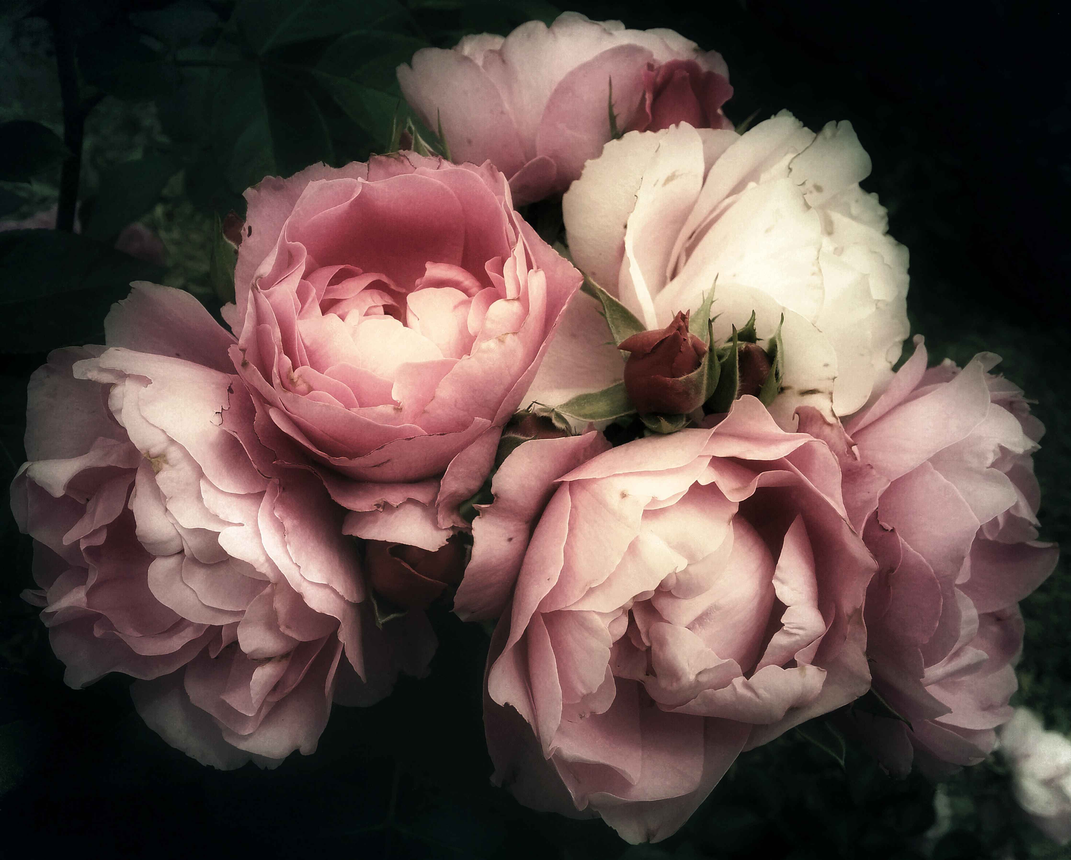 Wandverkleidung außen-Sanfte Rosen in Pastellfarben