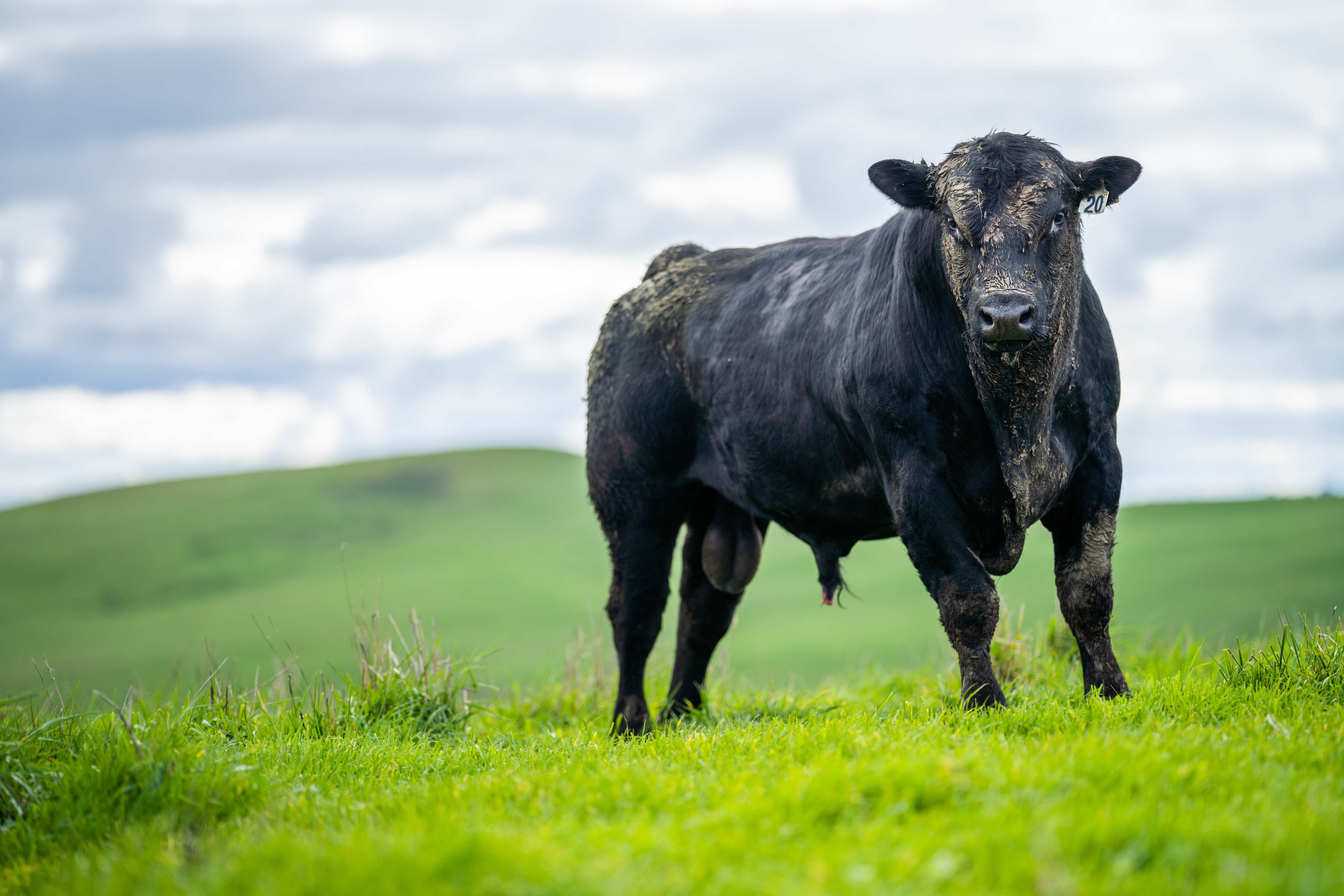Wandverkleidung außen-Schmutziger Aberdeen Angus
