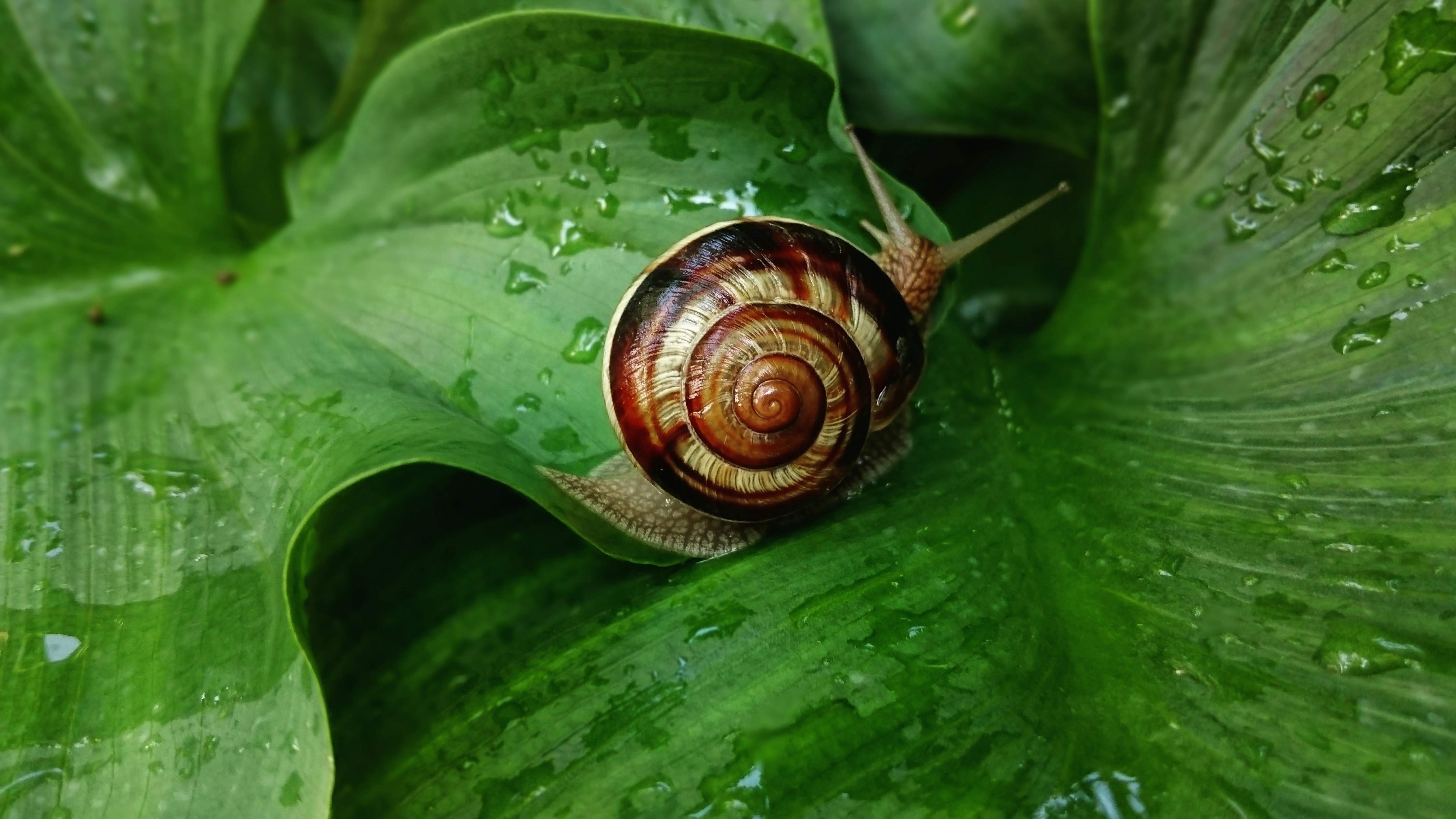 Wandverkleidung außen-Schnecke auf einem nassen Blatt