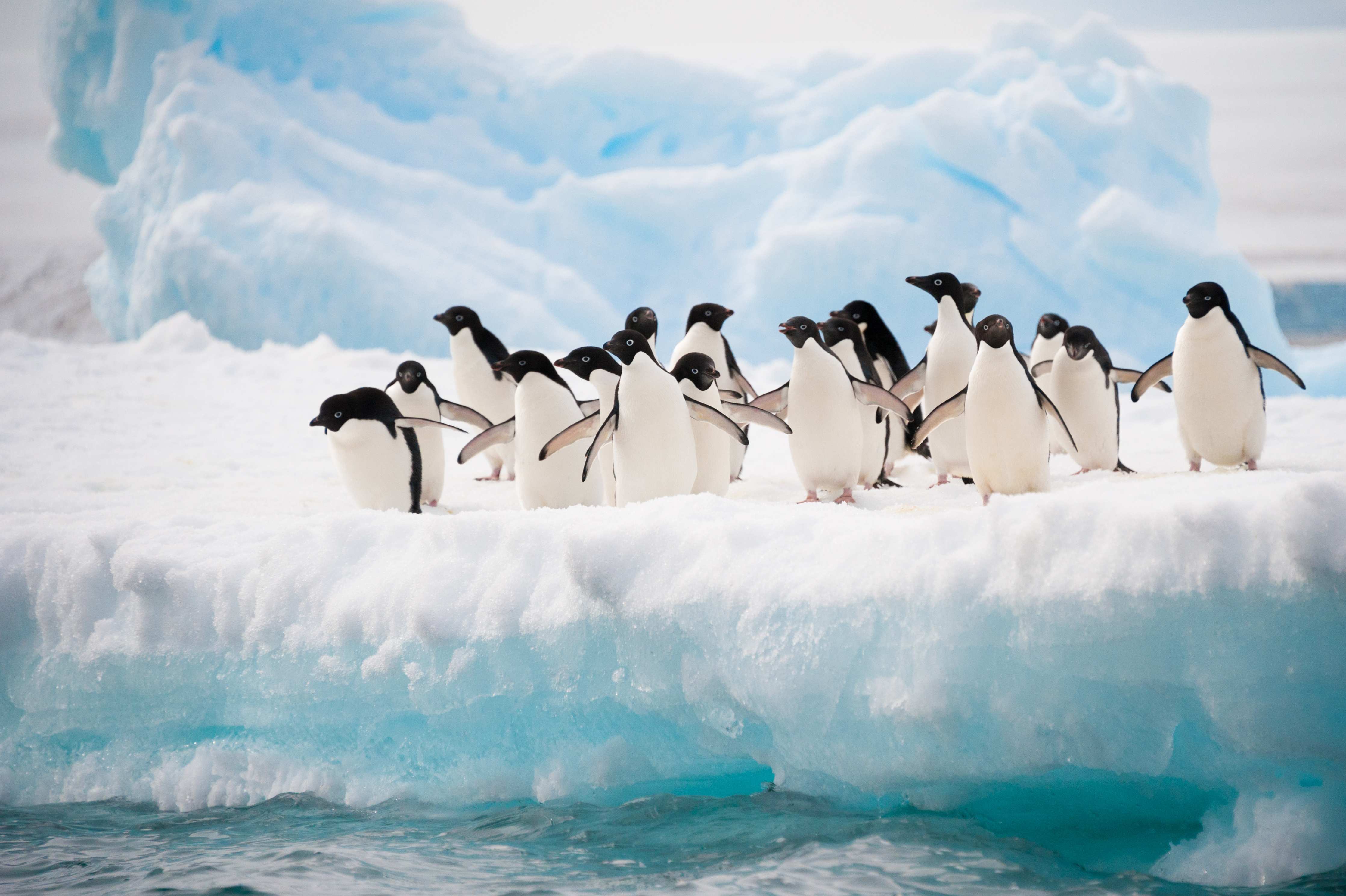 Wandverkleidung außen-Schwarz-weiße Pinguine auf Eisscholle