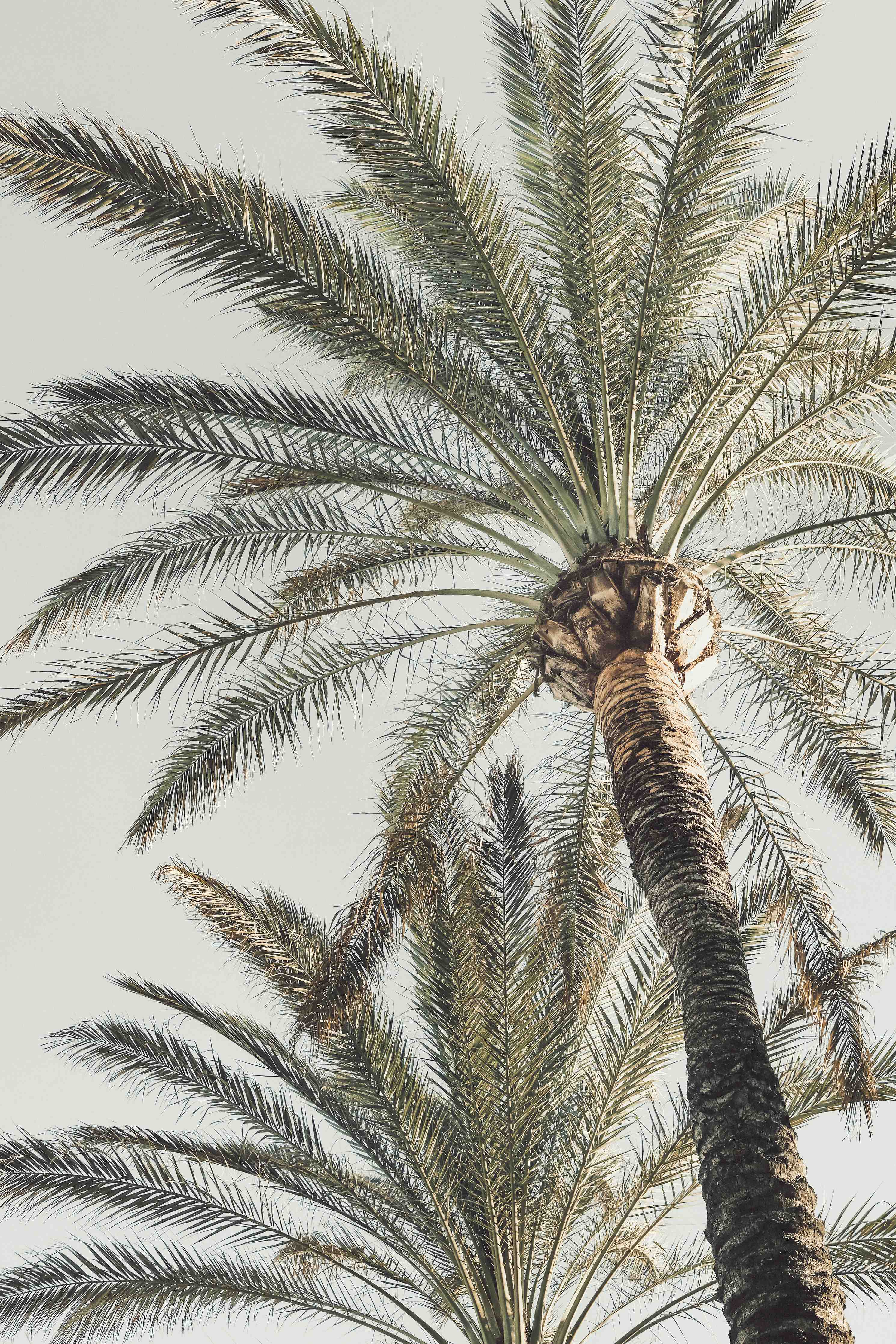 Wandverkleidung außen-Sommerliche Palme 