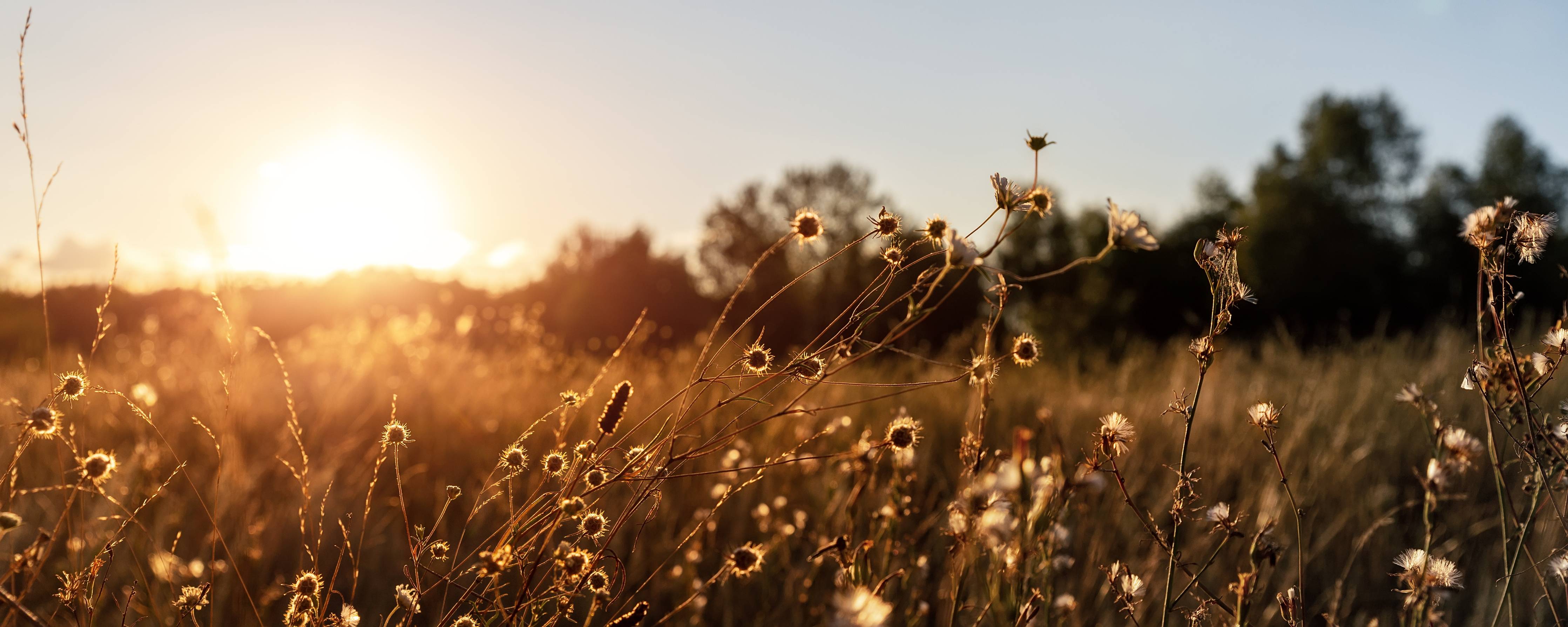 Wandverkleidung außen-Sonnenuntergang über blühendem Feld