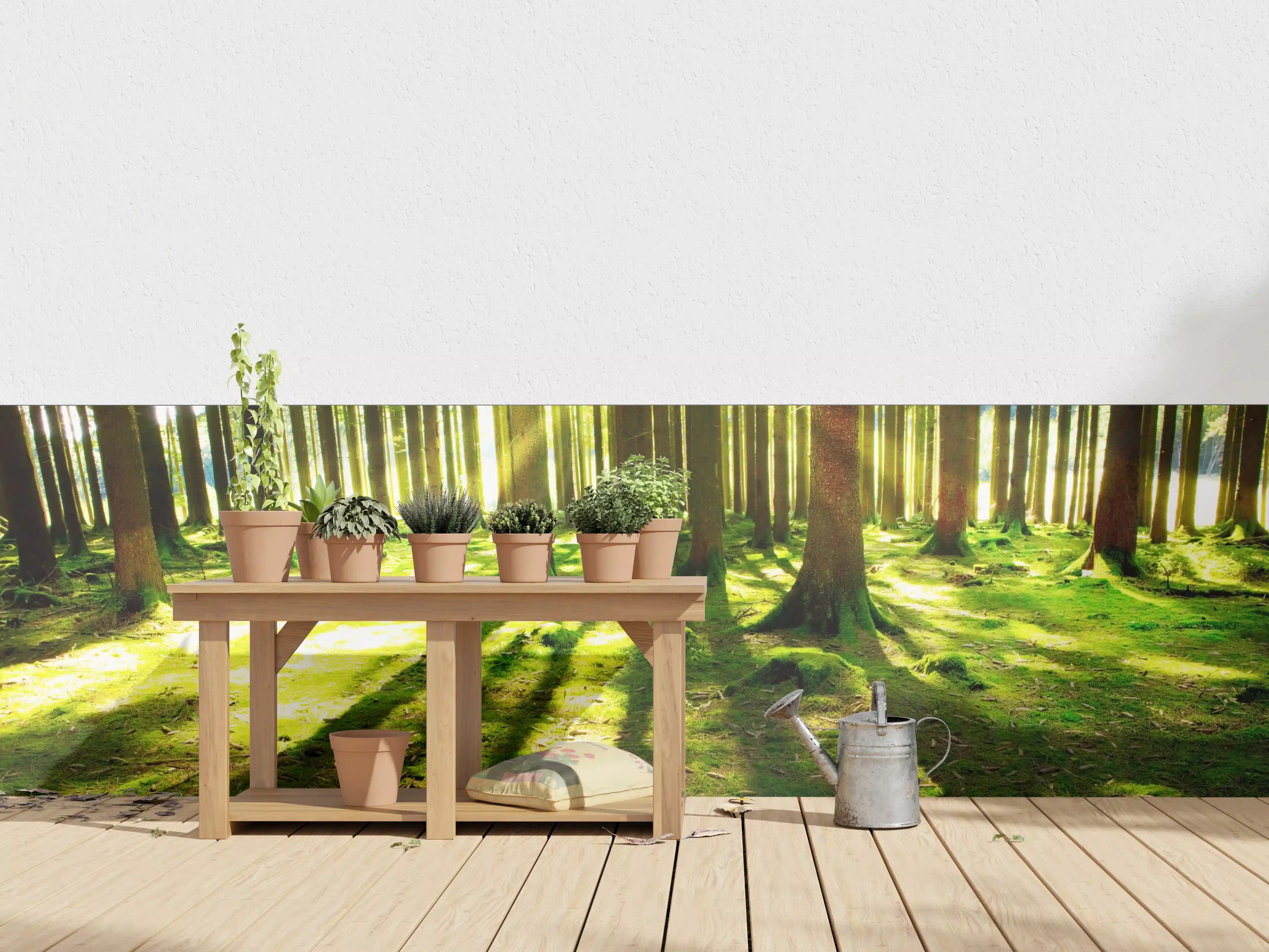 Wandverkleidung außen - Sonnige Waldlichtung mit Sonnenstrahlen