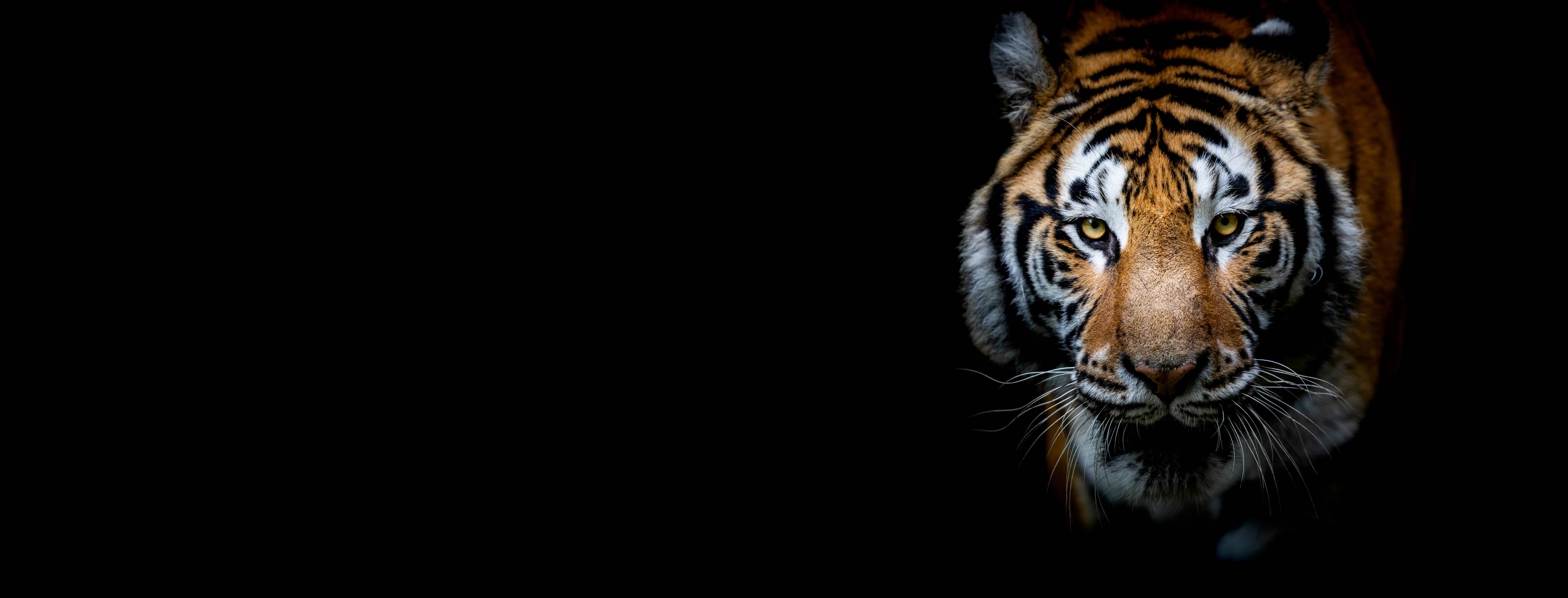 Wandverkleidung außen-Tiger auf schwarzem Hintergrund