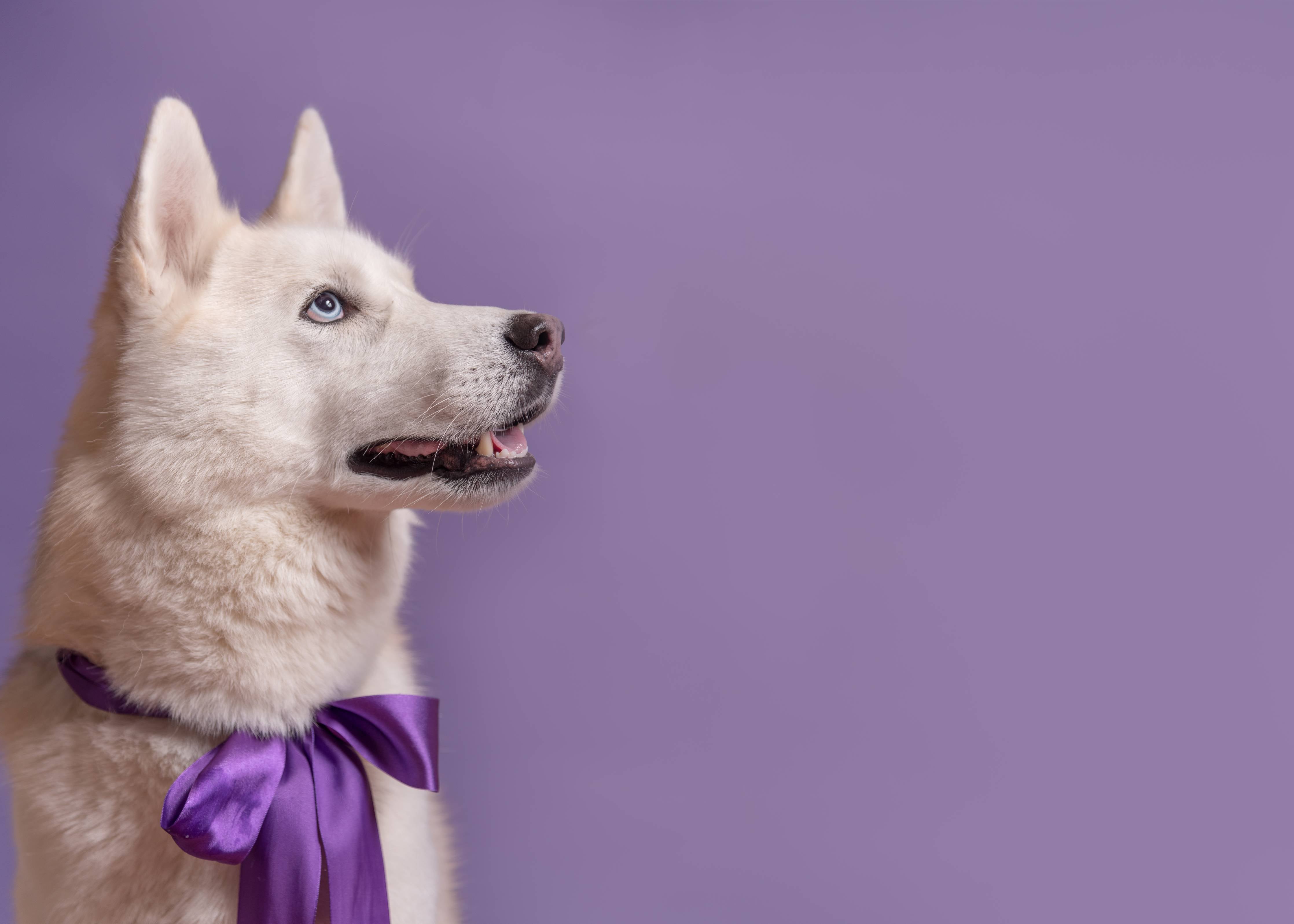 Wandverkleidung außen-Weißer sibirischer Husky Hund mit violetter Fliege