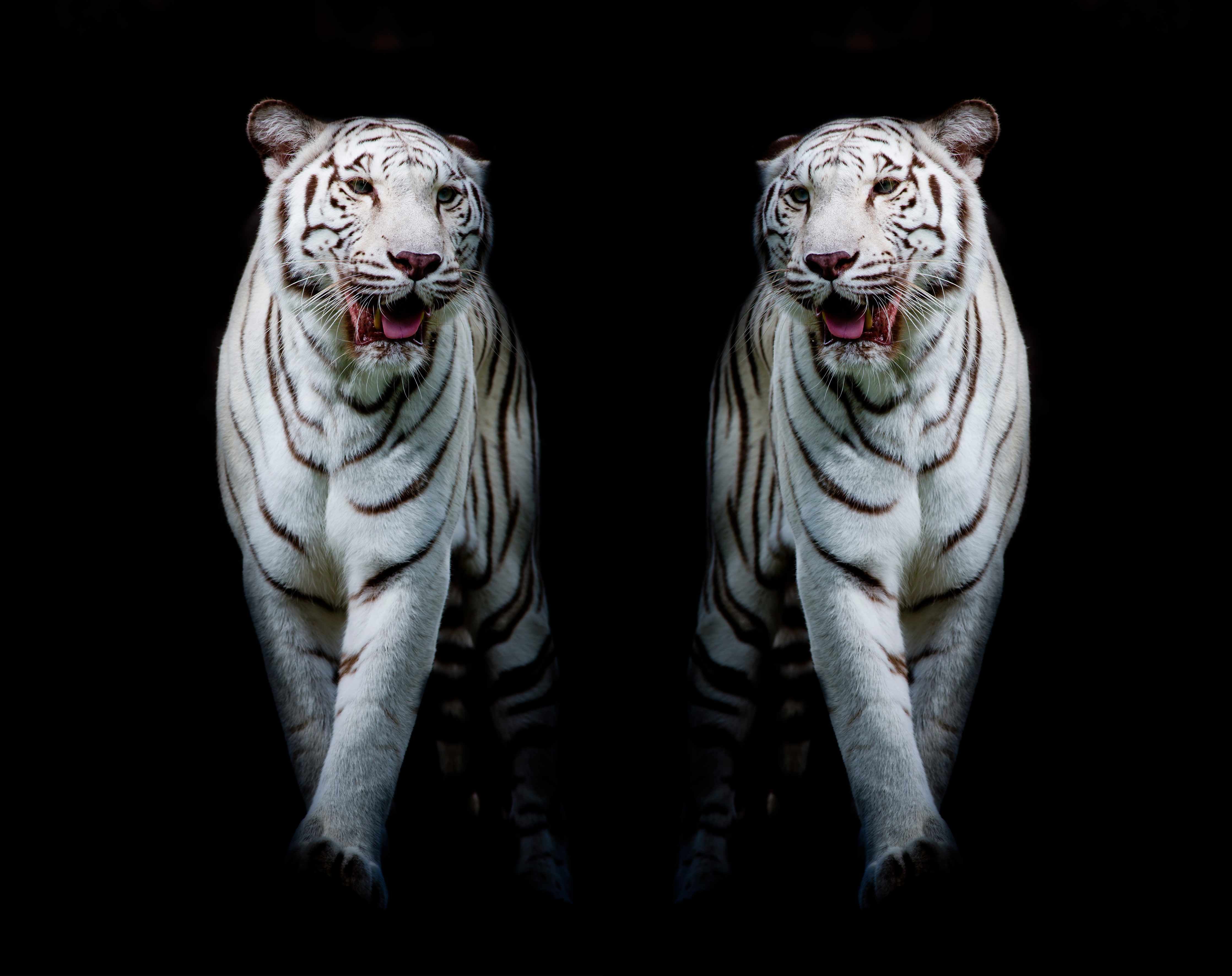 Wandverkleidung außen-Zwei weiße Tiger auf schwarzem Hintergrund