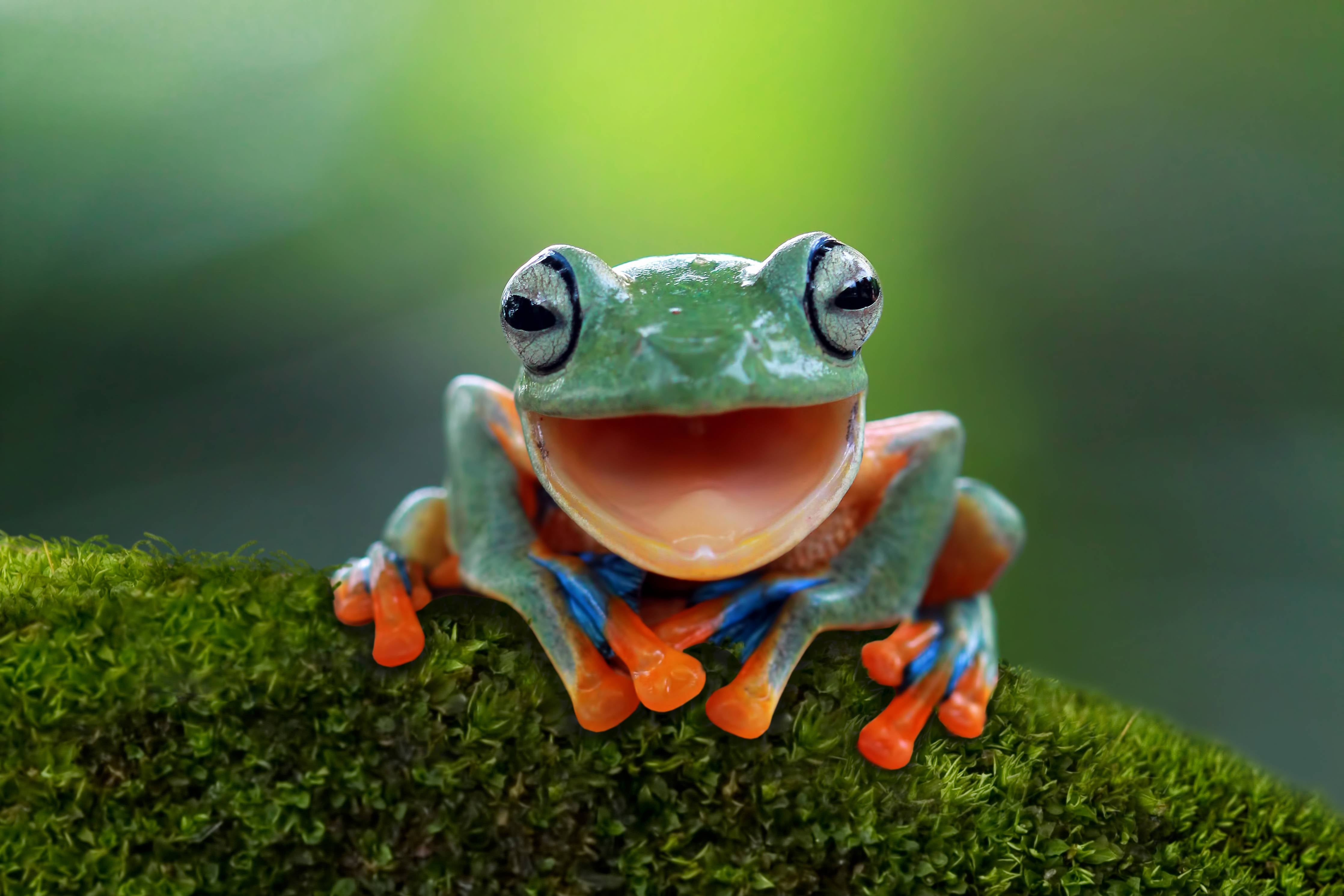 Wandverkleidung außen-niedlicher Laubfrosch in Nahaufnahme
