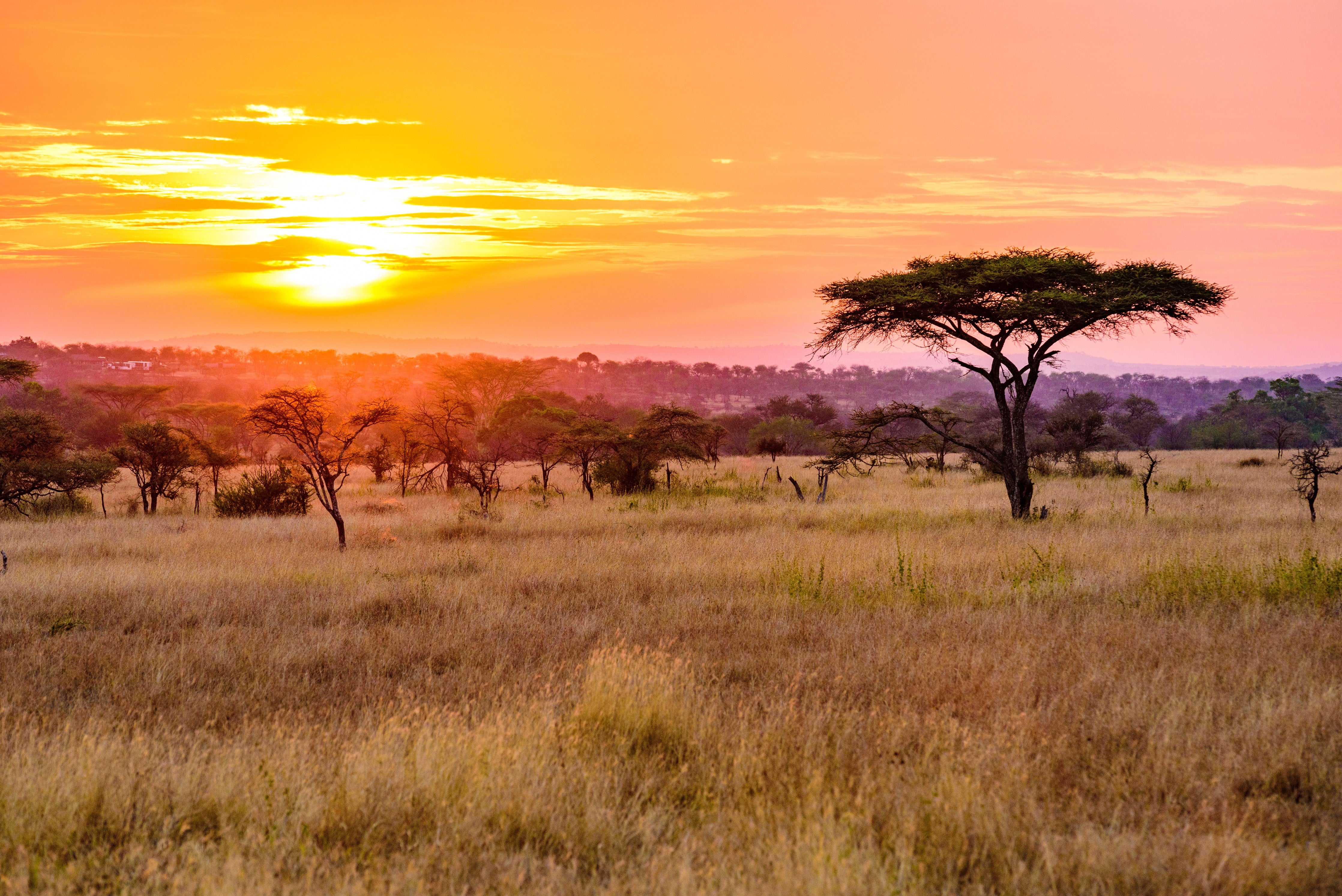 Waschbecken-Rückwand-Afrikanische Savanne Sonnenuntergang Landschaft