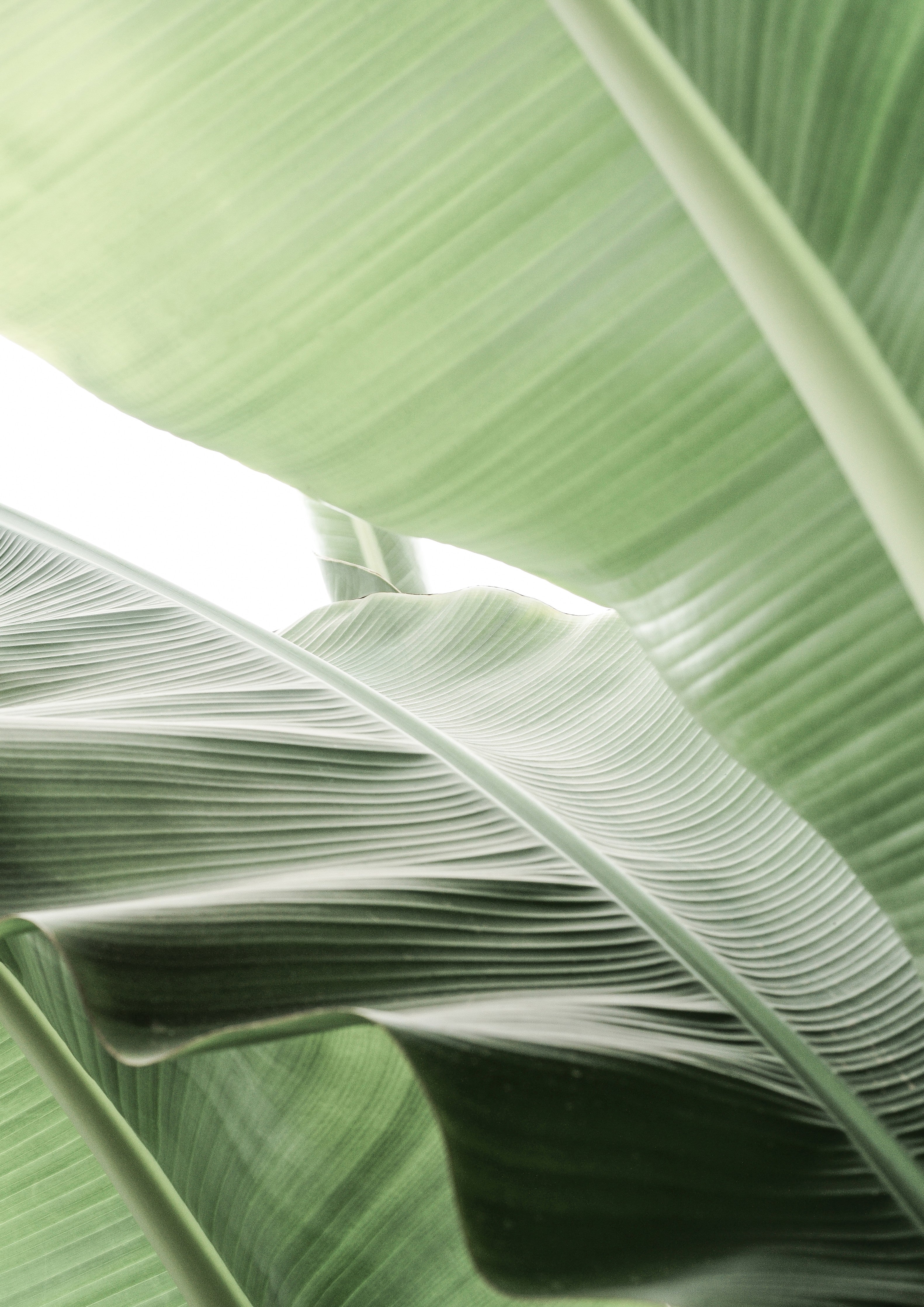 Waschbecken-Rückwand-Banane Blatt Grün Natur Dschungel