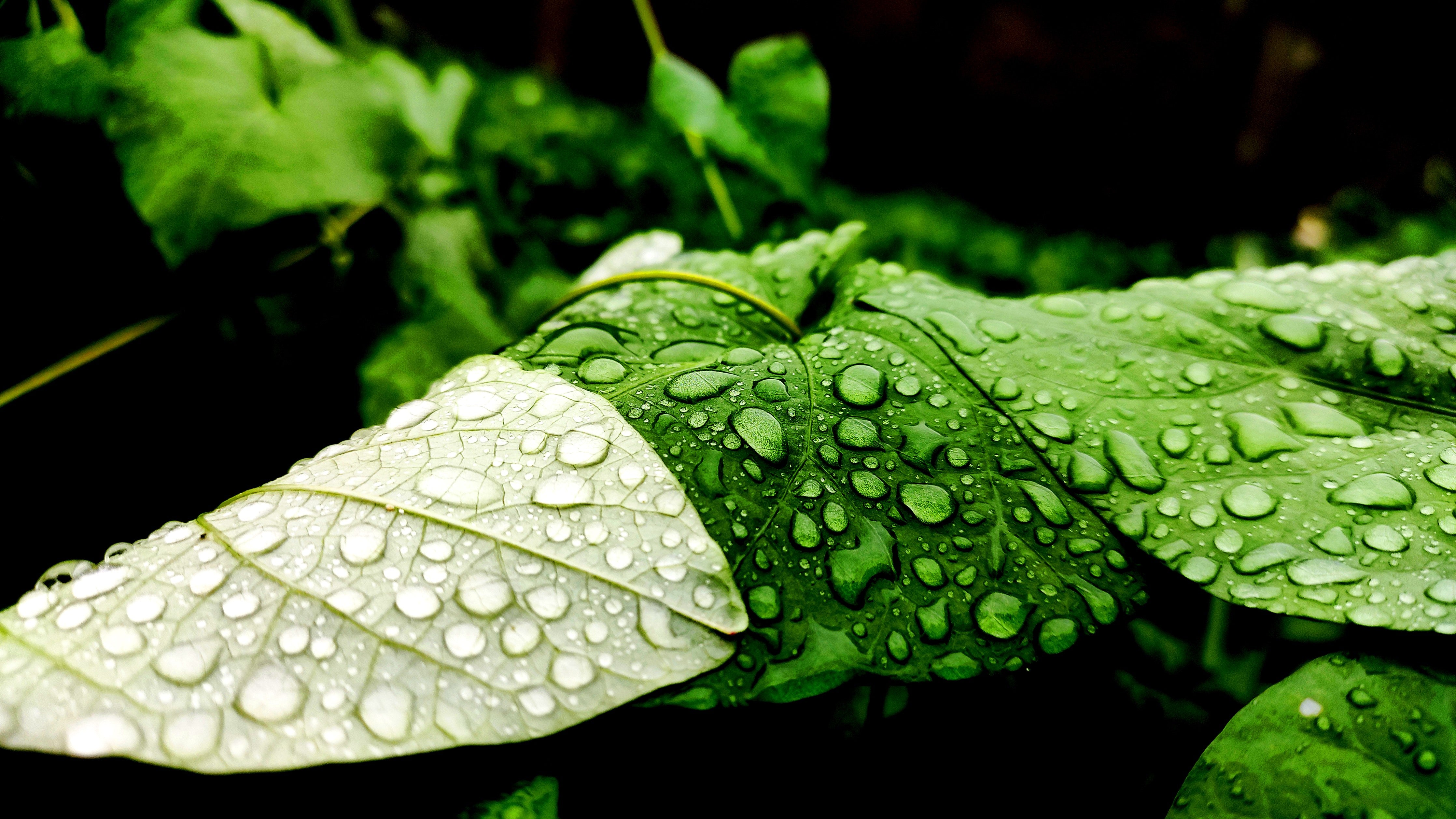 Waschbecken-Rückwand-Blatt mit Tautropfen Naturfoto