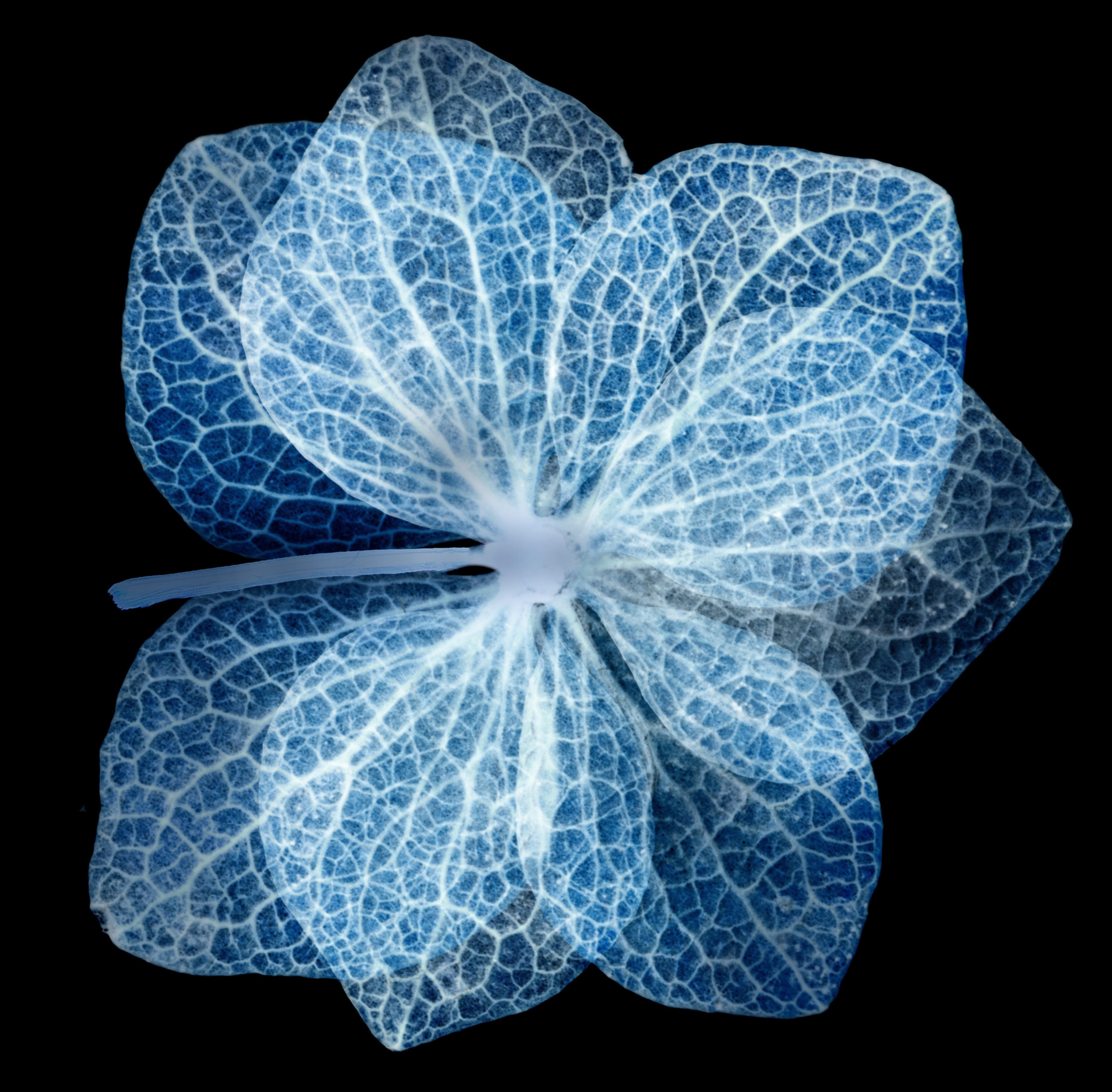 Waschbecken-Rückwand-Blaue Skelettblüte – Makroaufnahme