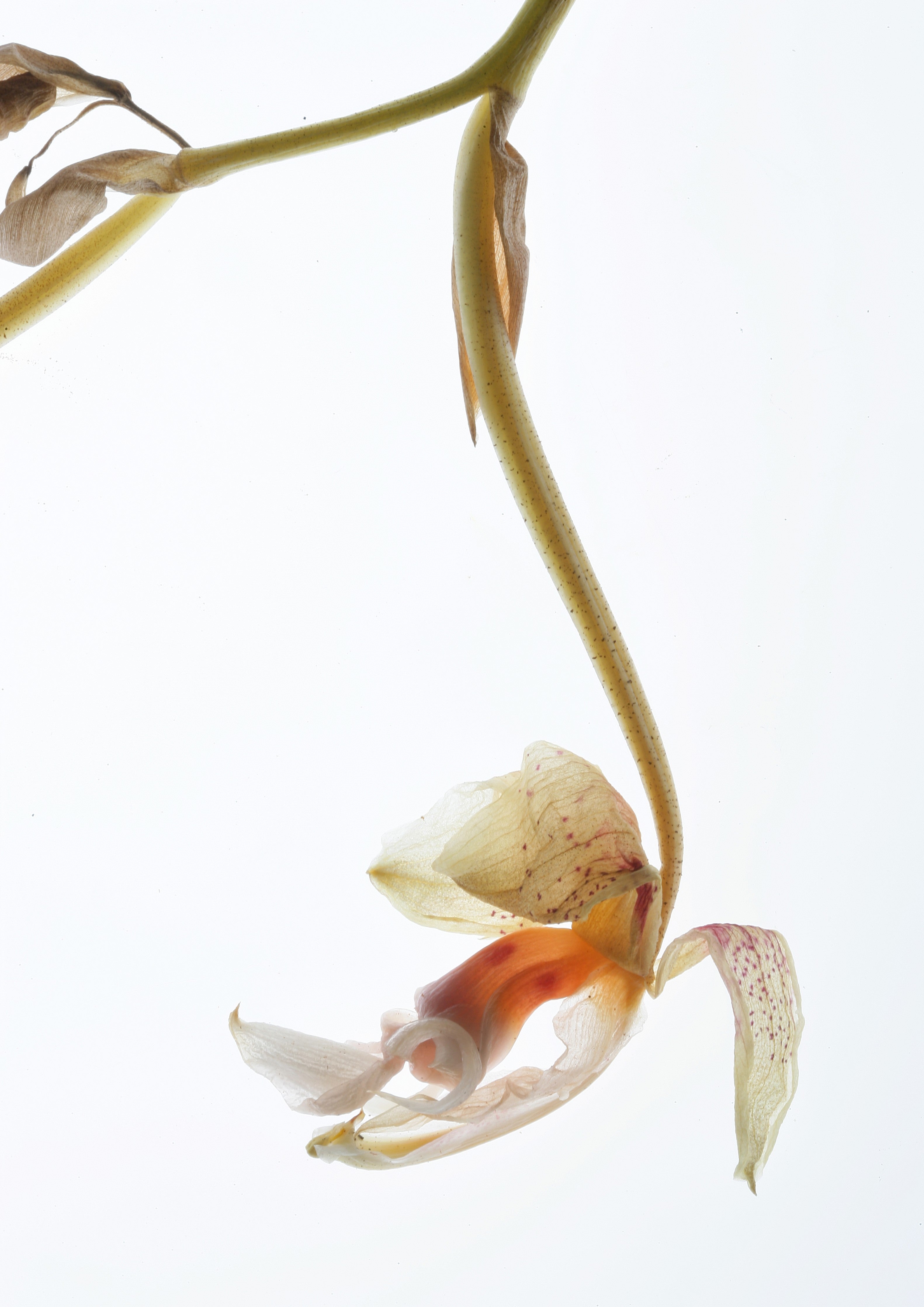 Waschbecken-Rückwand-Filigrane Orchidee auf Weiß