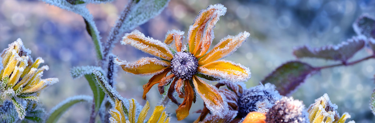 Waschbecken-Rückwand-Frostblumen Naturfotografie Winter Blüte