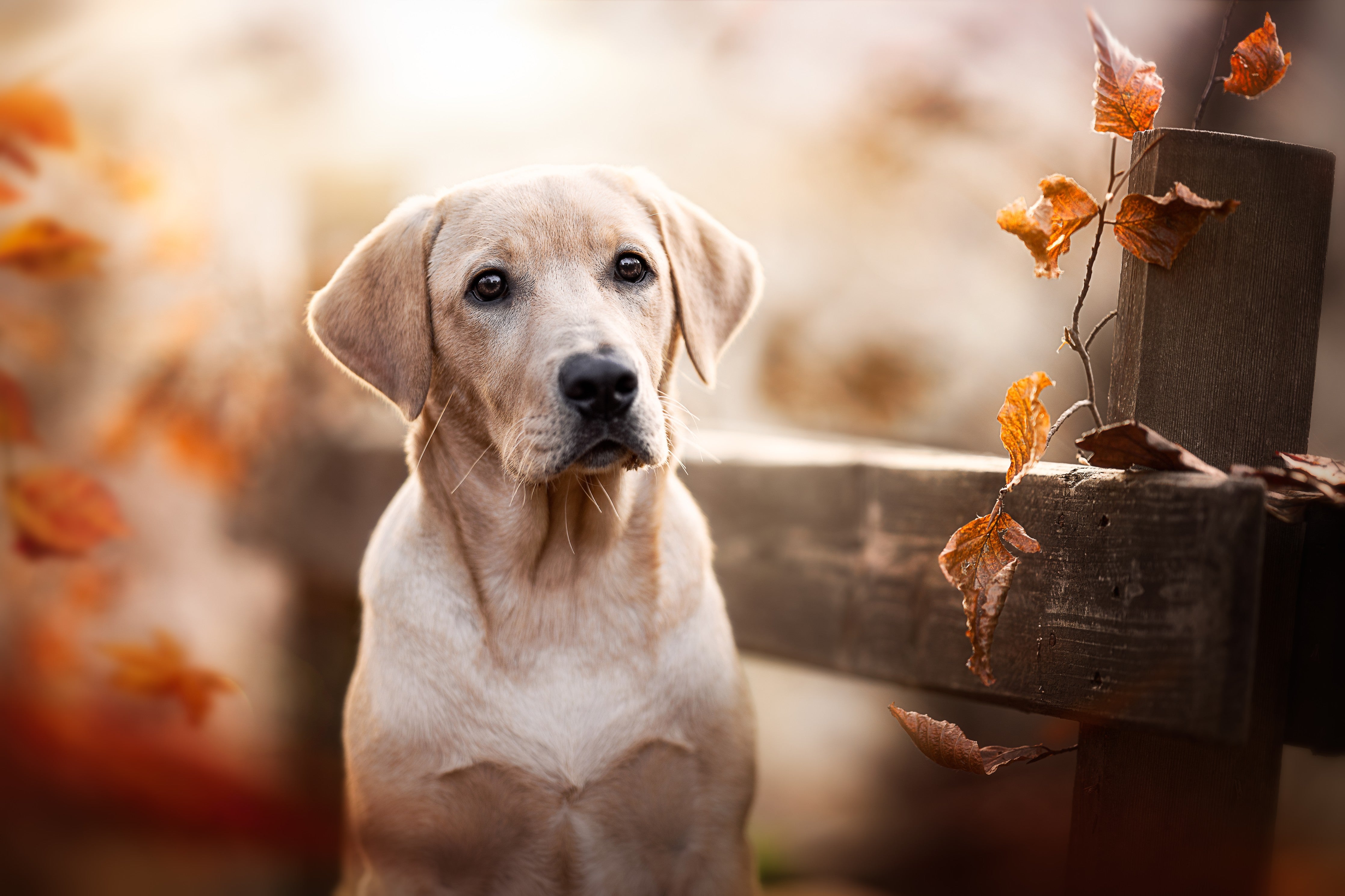Waschbecken-Rückwand-Herbstlicher Labrador Hund Fotomotiv