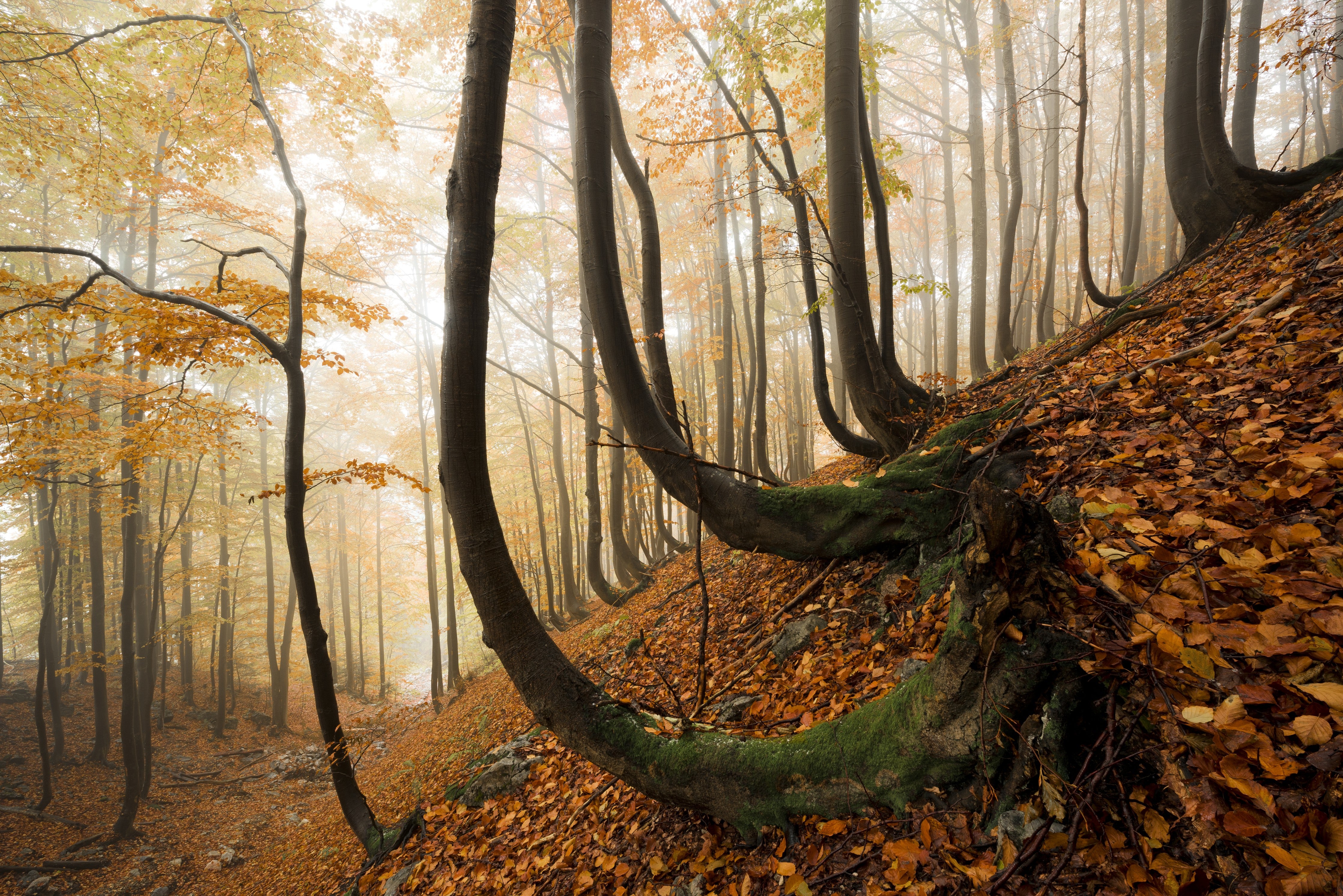 Waschbecken-Rückwand-Herbstlicher Wald mit buntem Laub