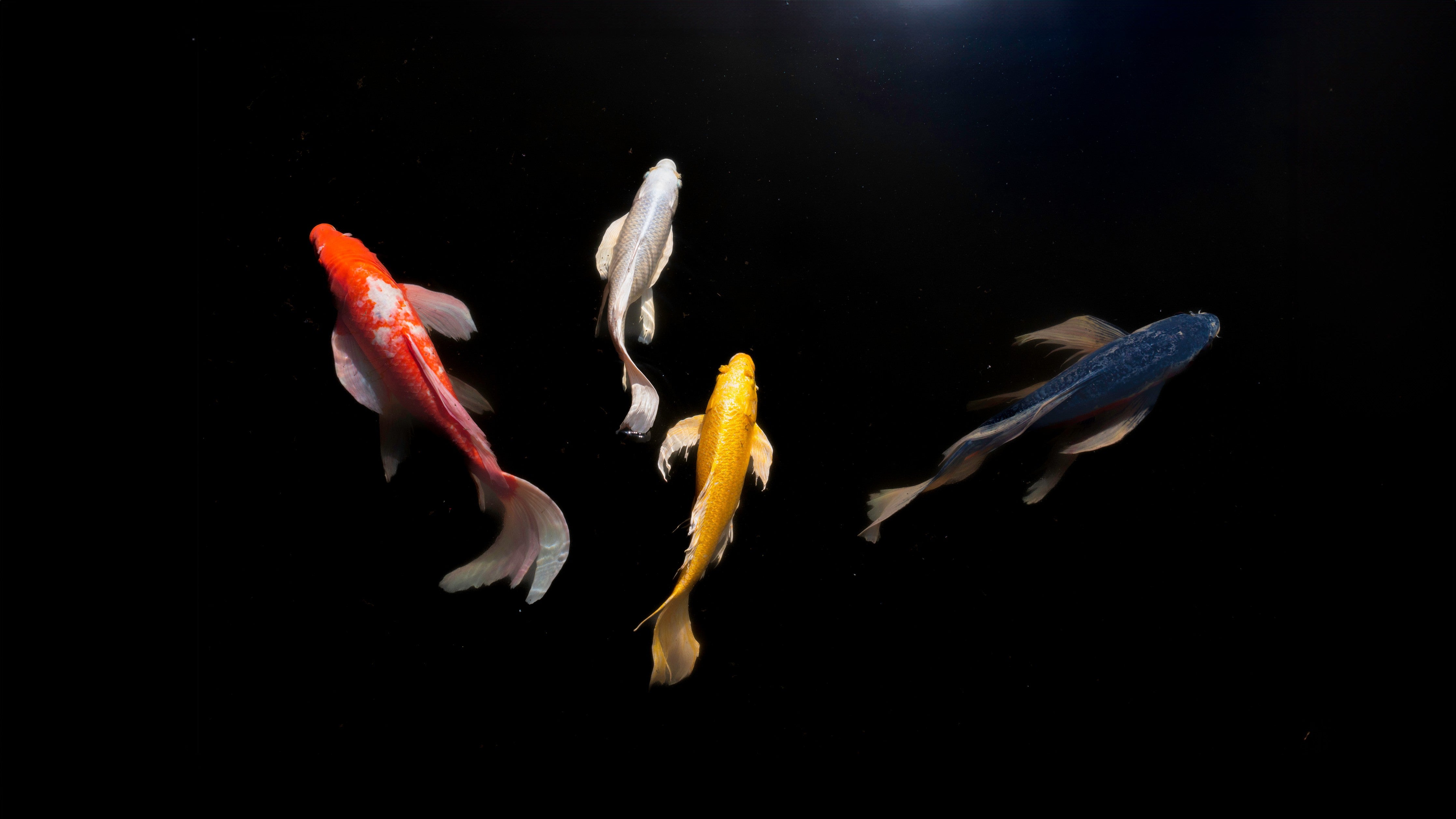 Waschbecken-Rückwand-Koi-Karpfen auf schwarzem Grund