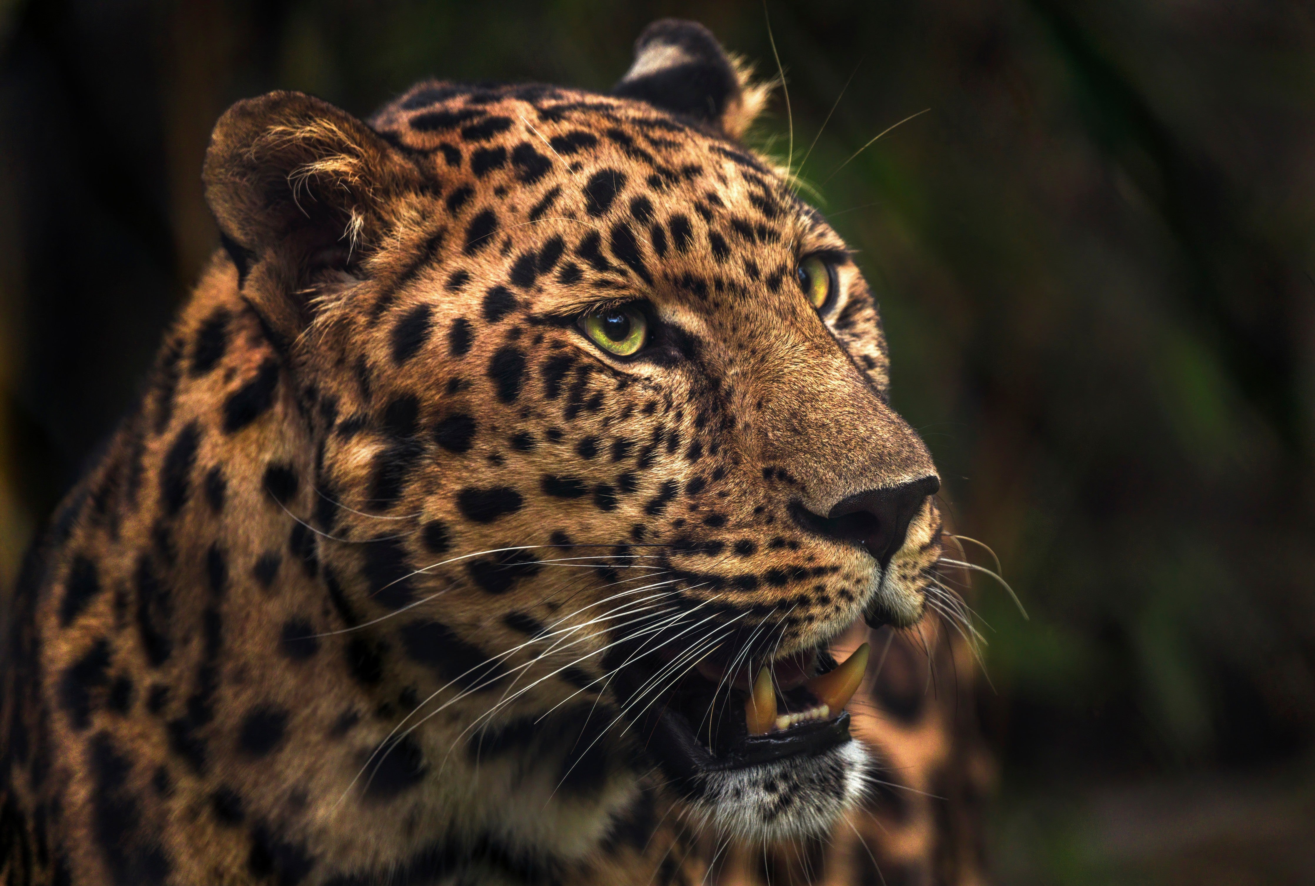Waschbecken-Rückwand-Leopard Porträt Natur Braun