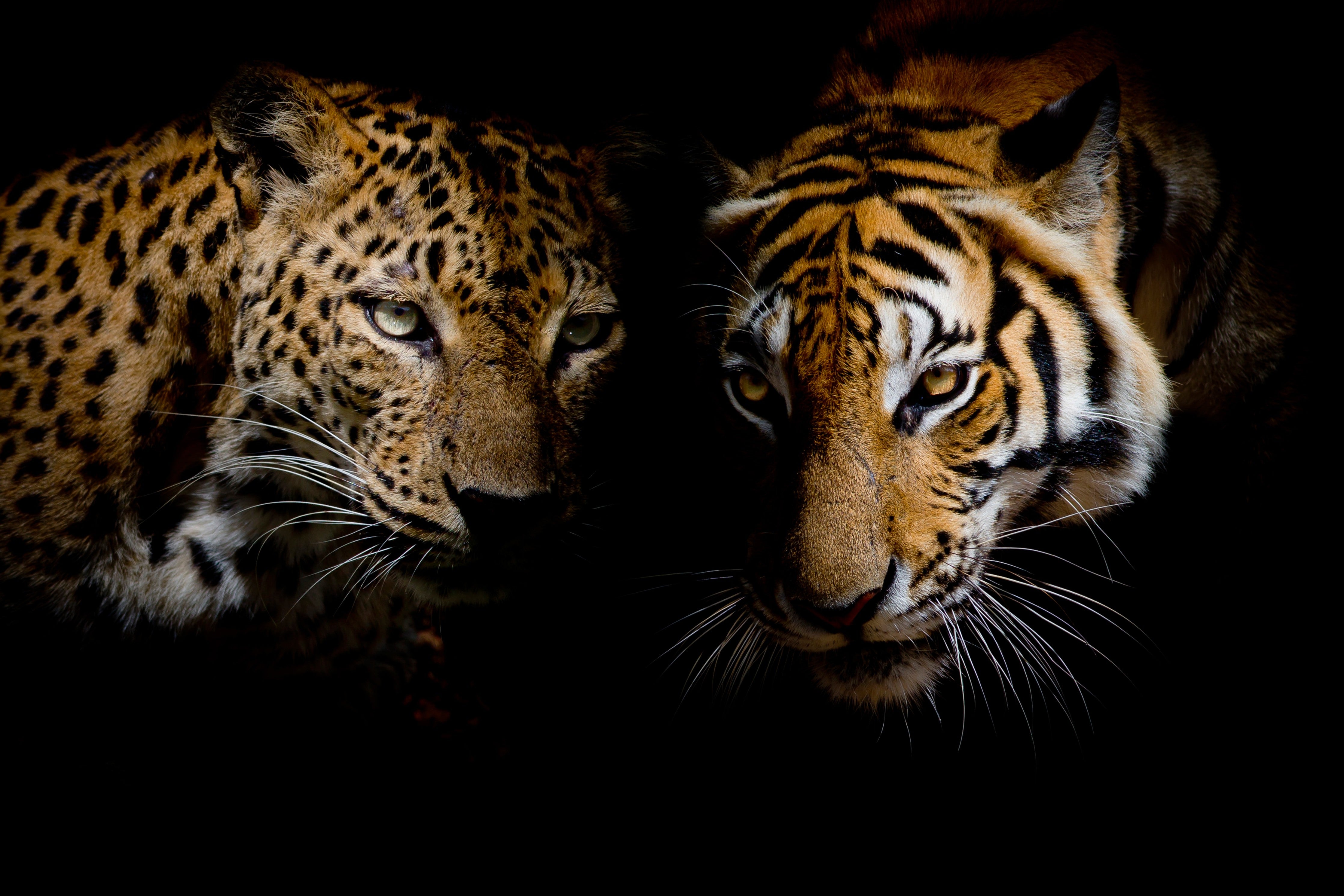 Waschbecken-Rückwand-Leopard und Tiger – Wildkatzen Kunstfoto