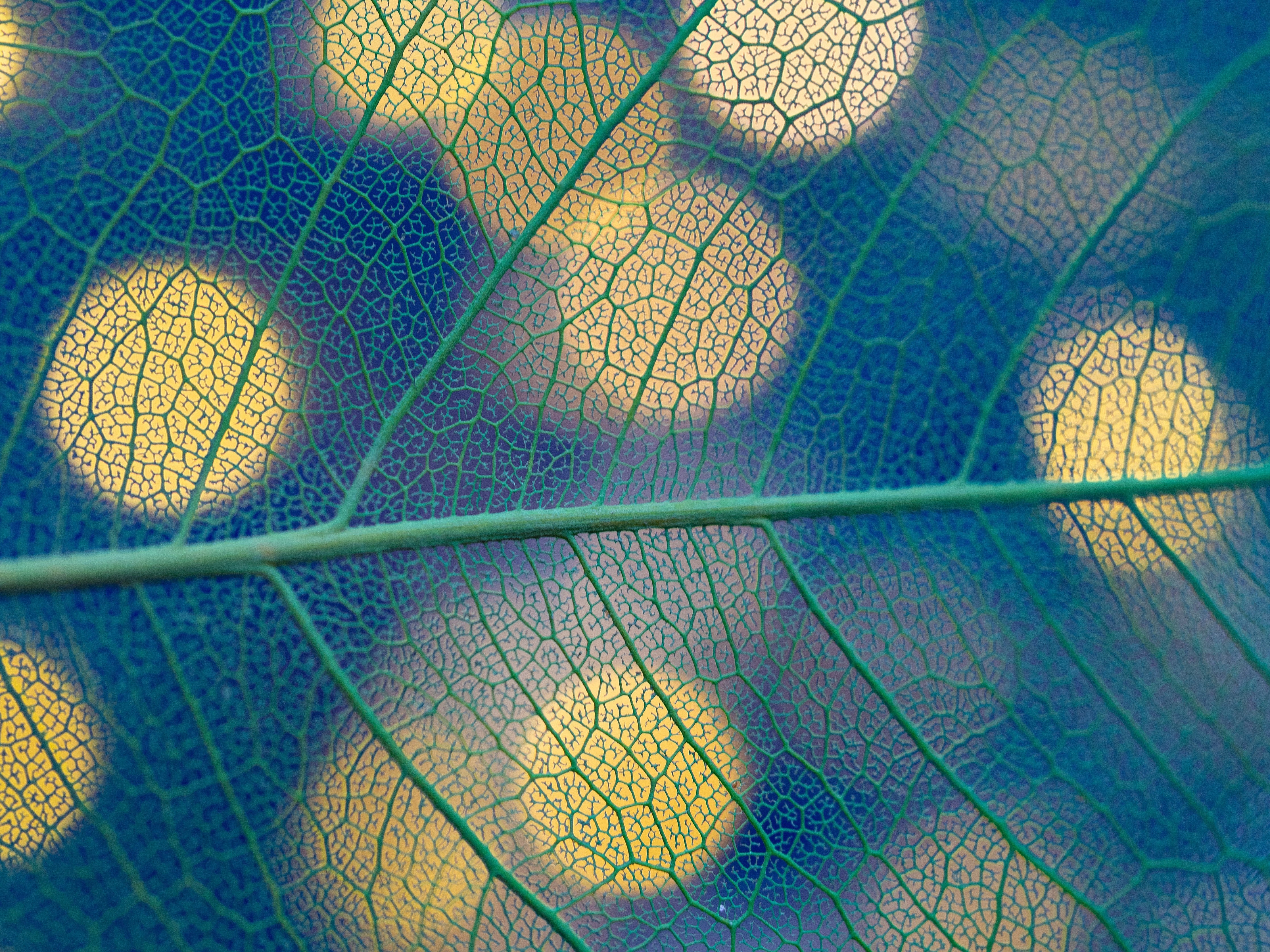 Waschbecken-Rückwand-Makroaufnahme Blatt mit Bokeh Lichtern