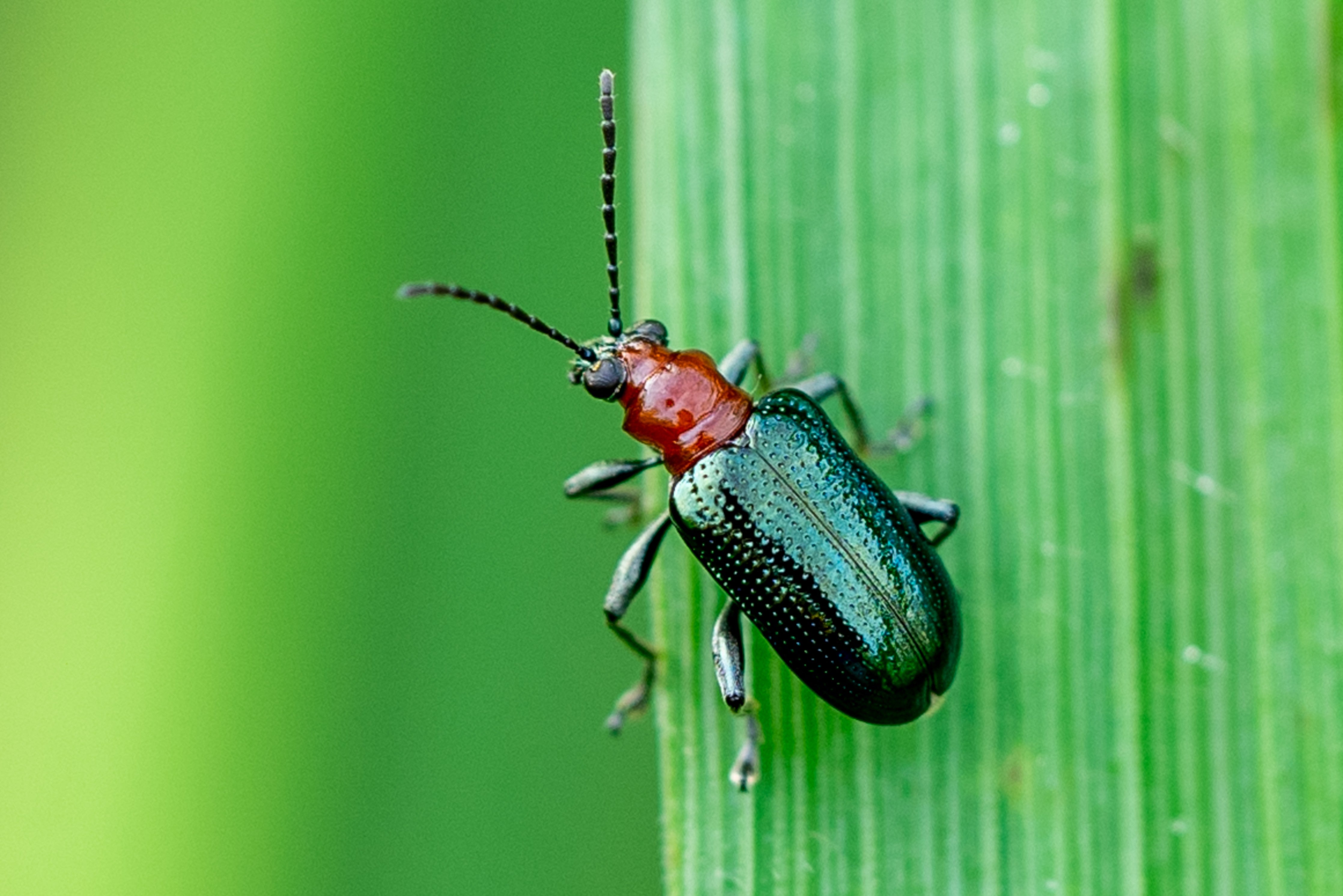Waschbecken-Rückwand-Metallisch glänzender Käfer auf Blatt