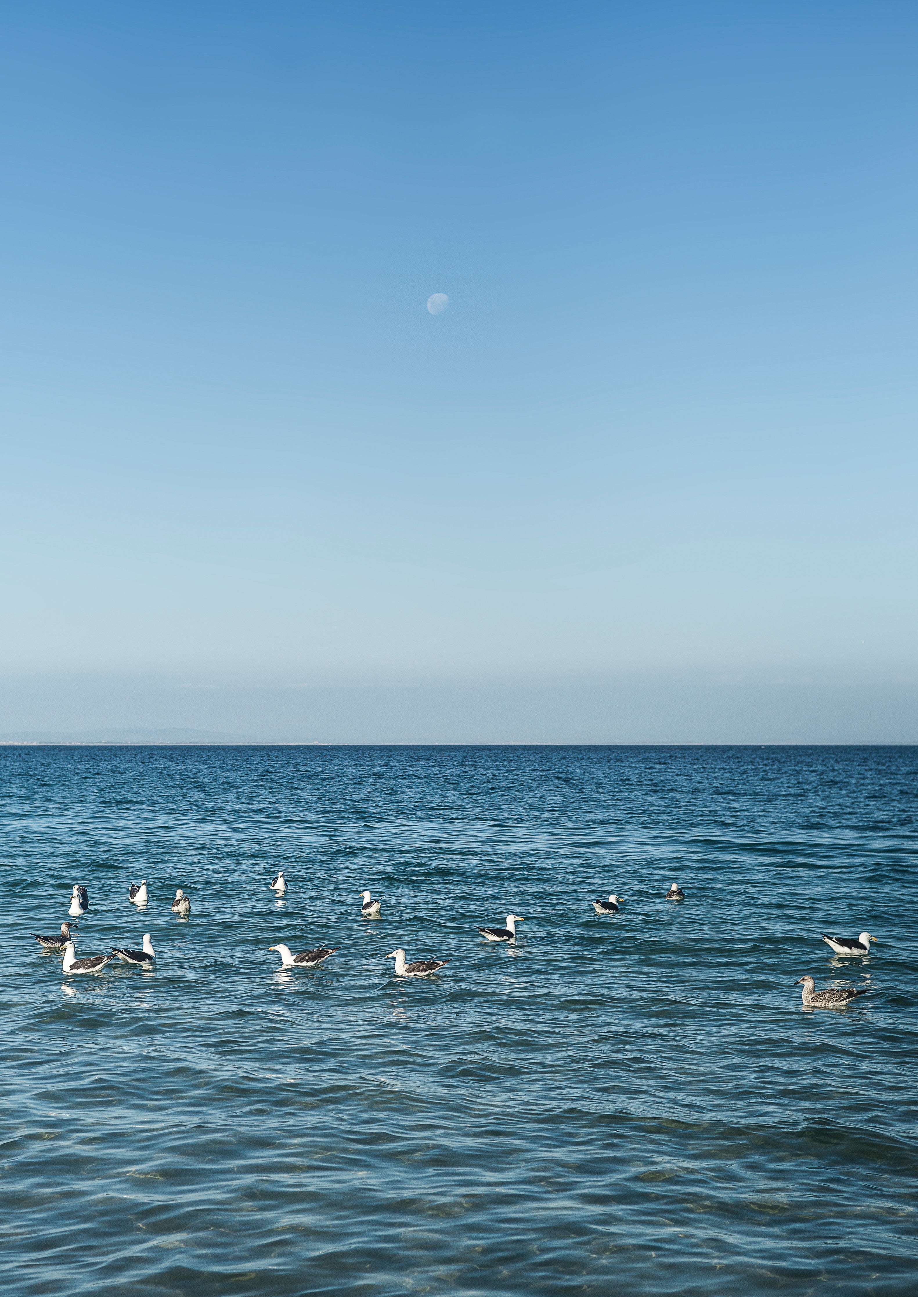 Waschbecken-Rückwand-Möwen am ruhigen Meer bei blauem Himmel