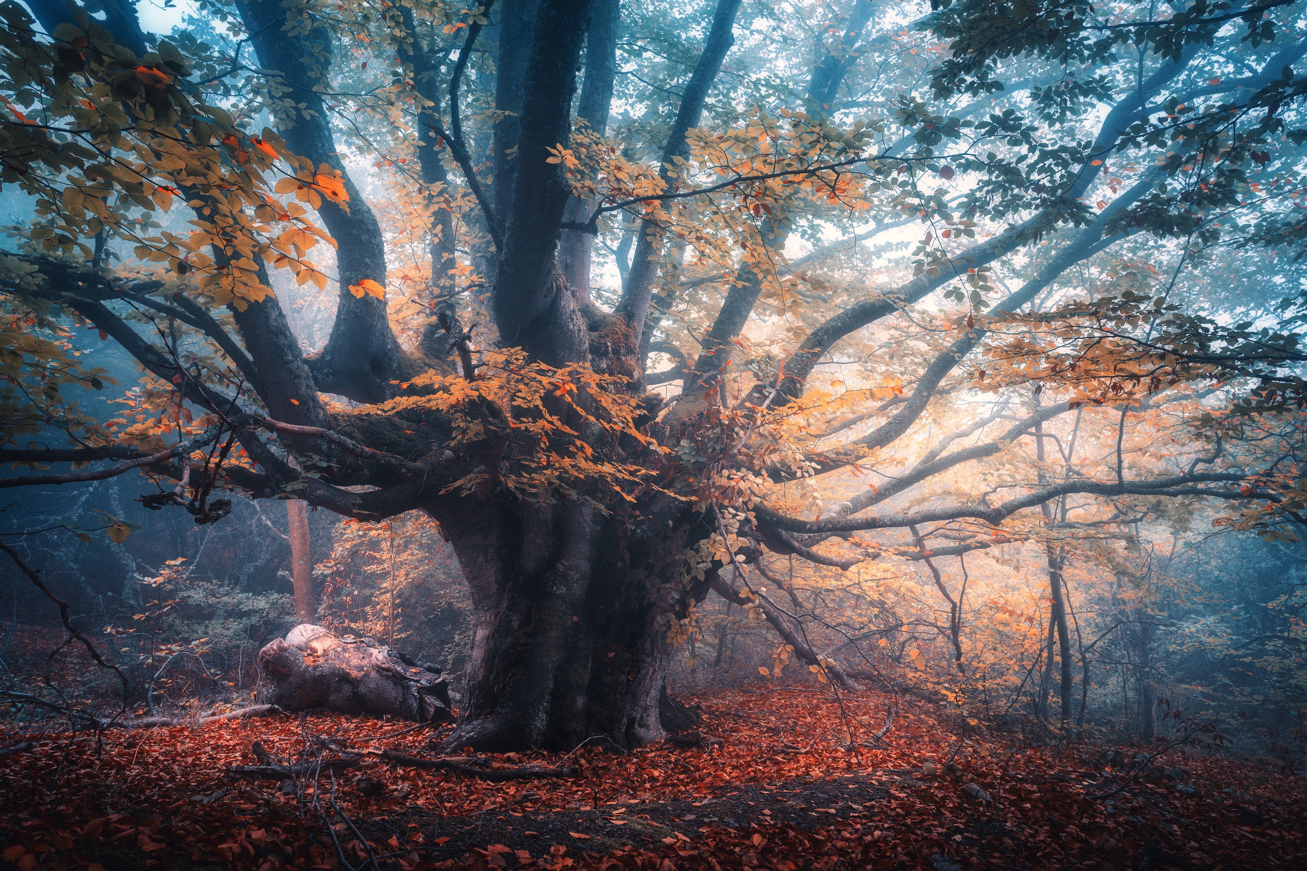 Waschbecken-Rückwand-Mystischer Waldbaum im Morgennebel