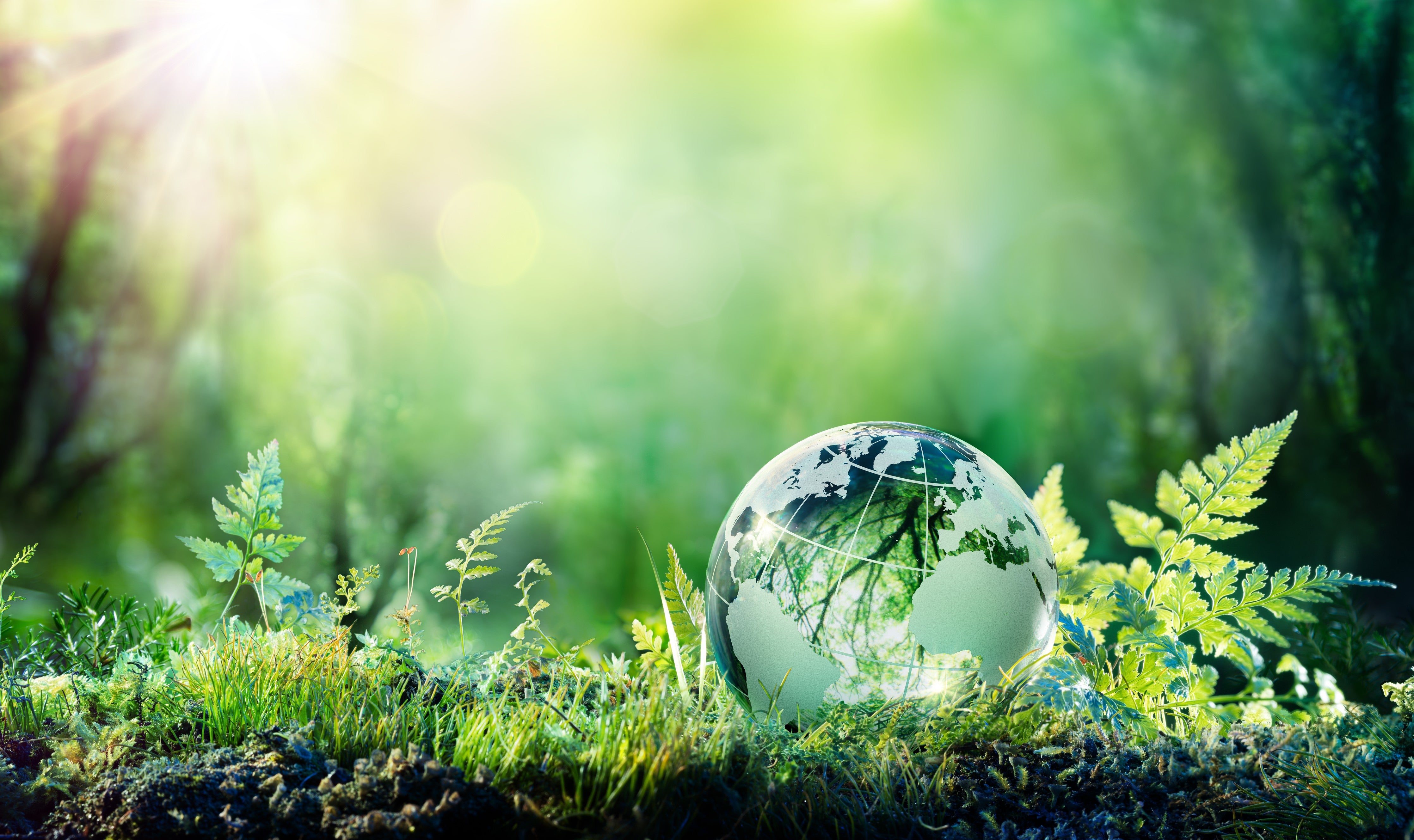 Waschbecken-Rückwand-Natur und Umwelt Erde im Wald
