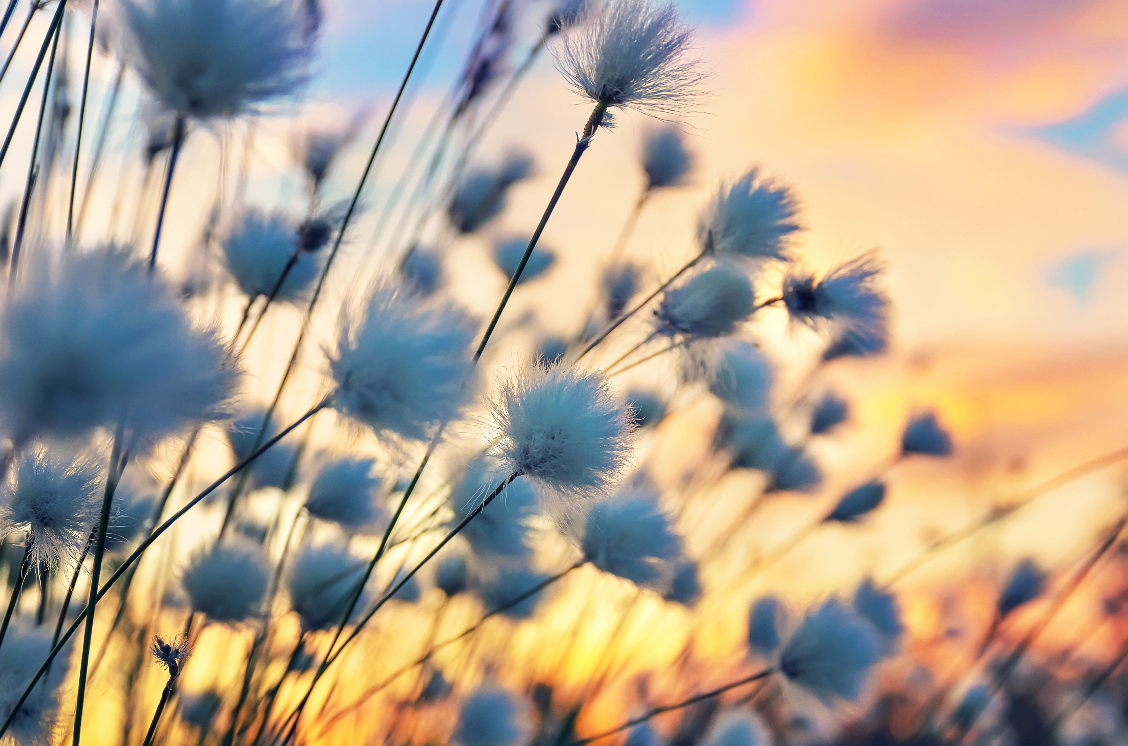 Waschbecken-Rückwand-Pusteblumen im Sonnenuntergang – Naturbild