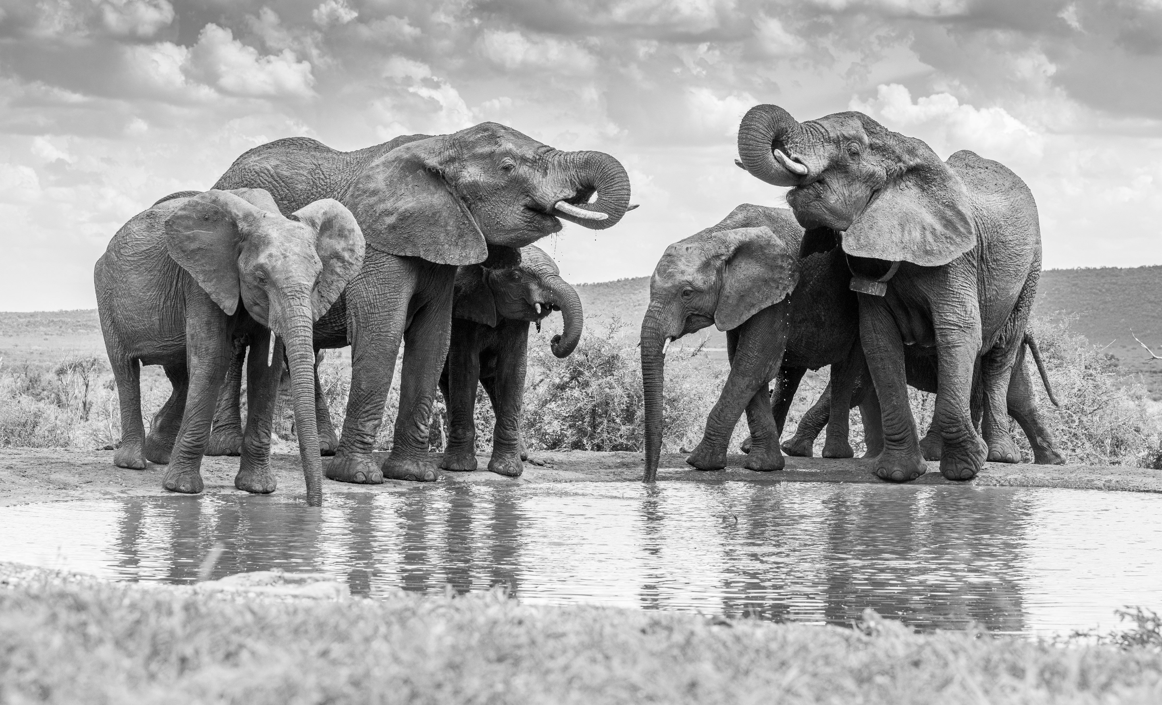 Waschbecken-Rückwand-Schwarz-Weiß Elefanten am Wasserloch Fotokunst
