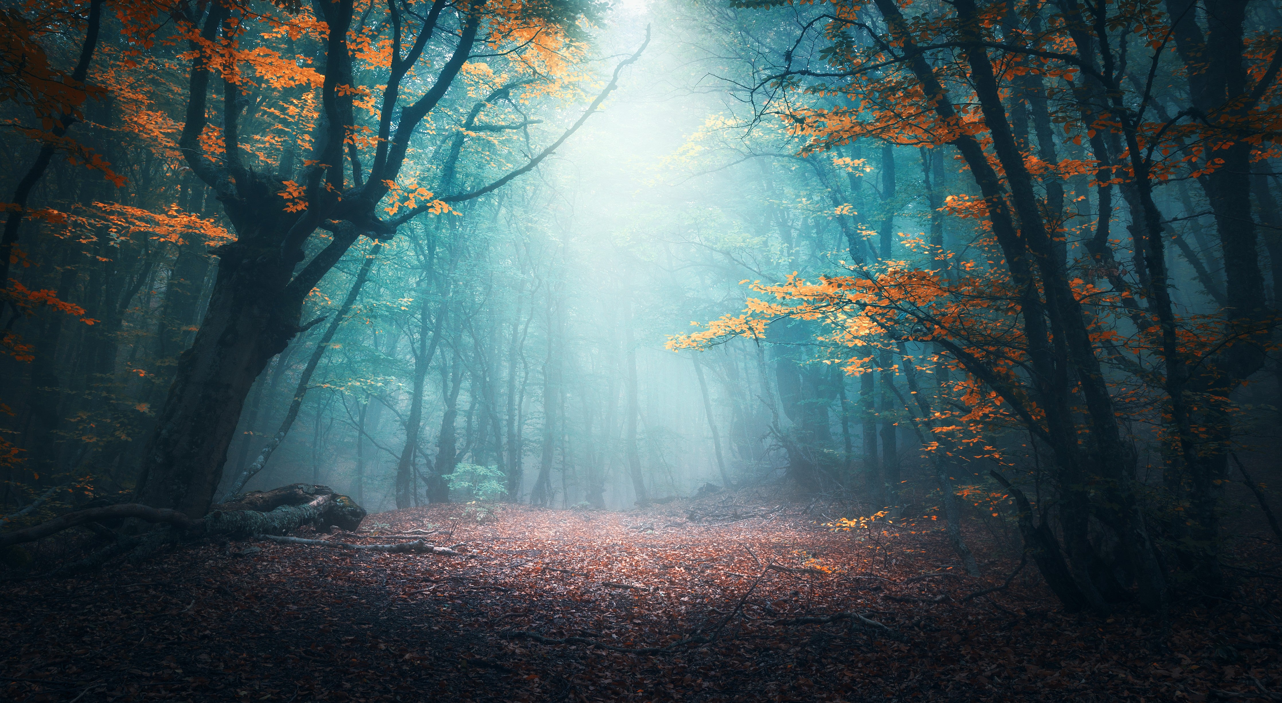 Waschbecken-Rückwand-Silberne Nebel zwischen weißen Stämmen
