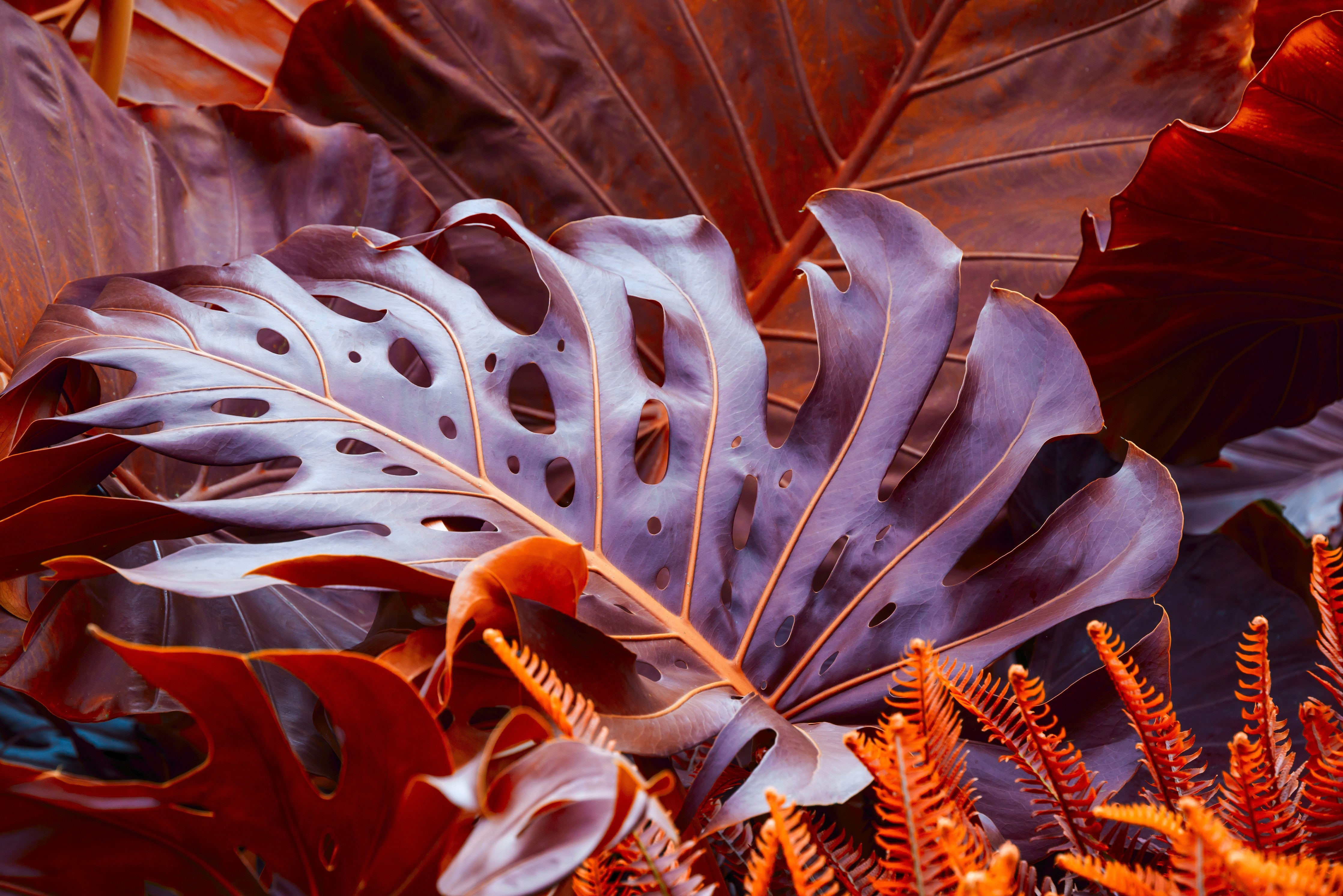 Waschbecken-Rückwand-Tropisches Dschungelblatt Orange Rot