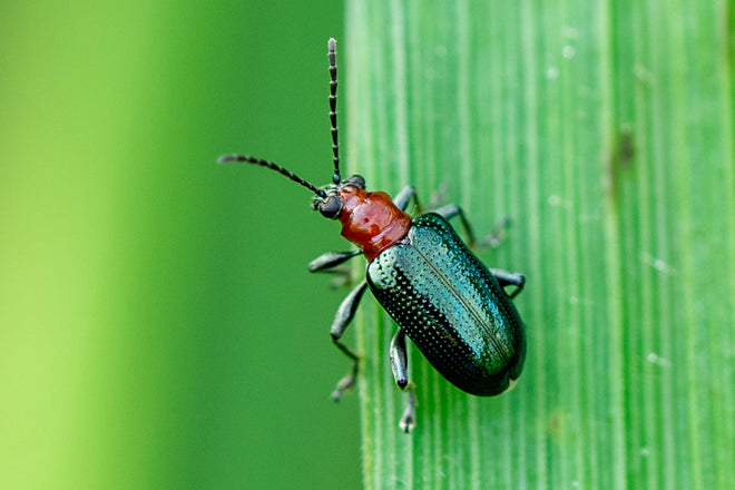 Duschrückwand - Käfer auf Blatt